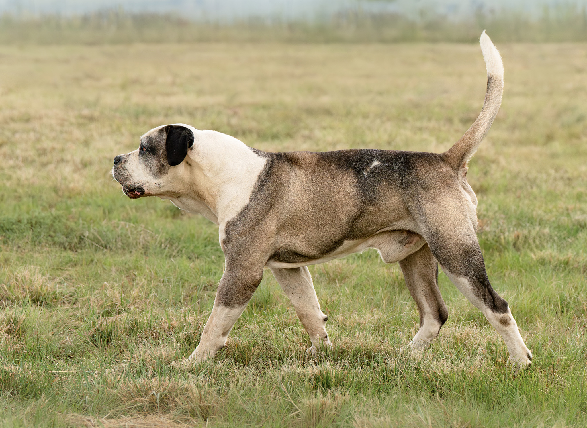 South African Mastiff Breeding stud dog