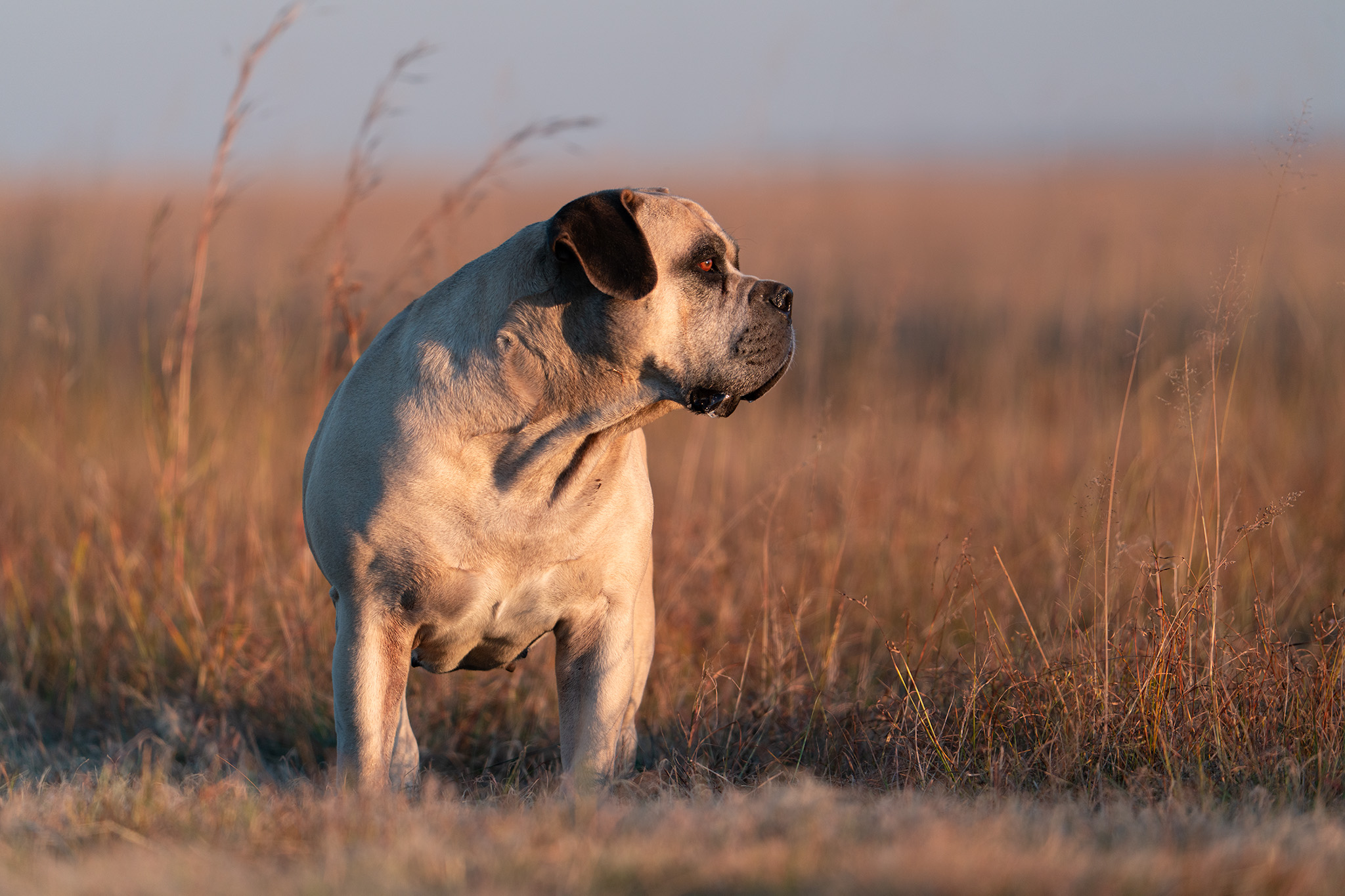 Sunset image of a South African mastiff Bitch in winter grass