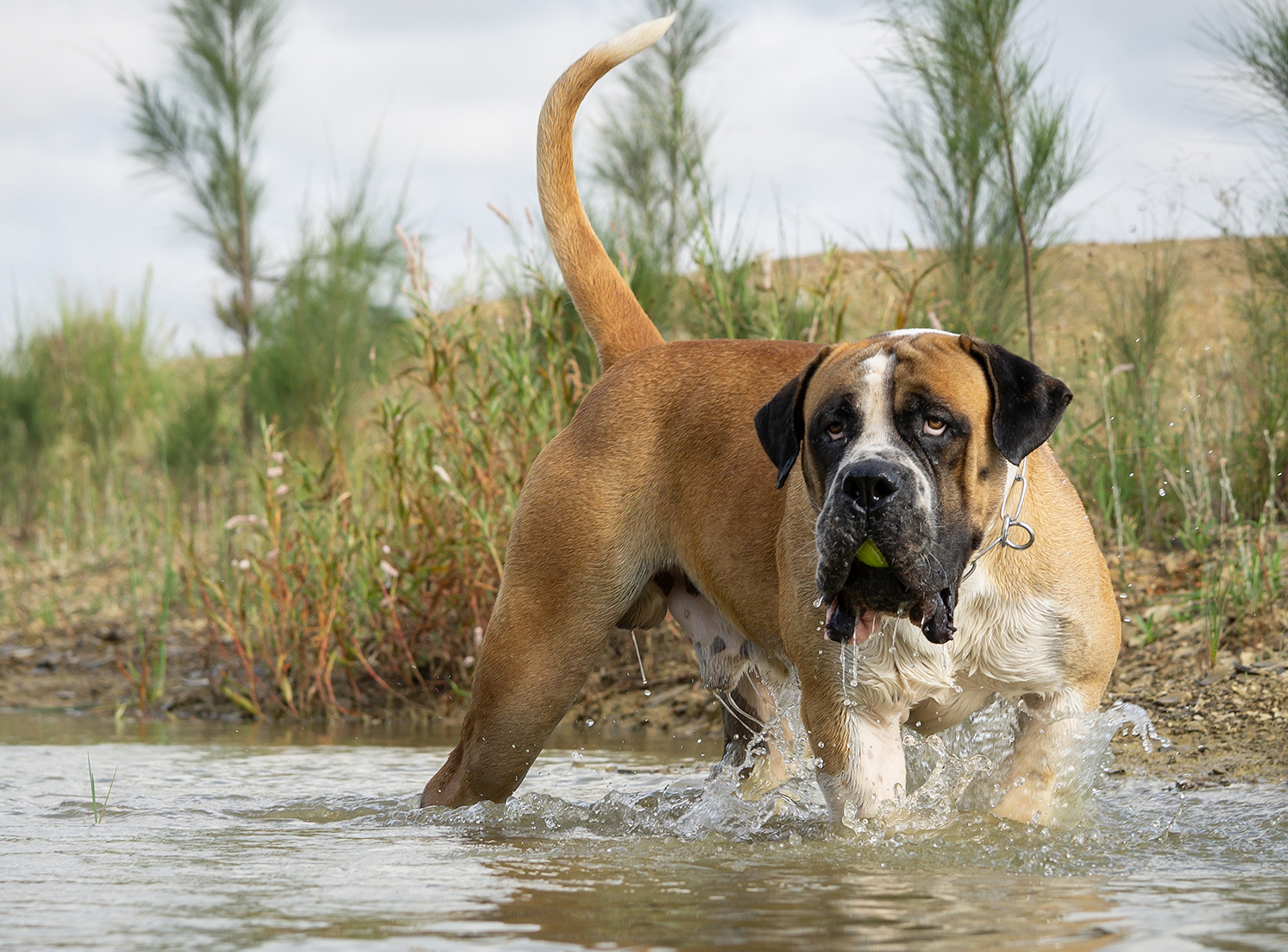 Portrait of South African Mastiff playing in the water