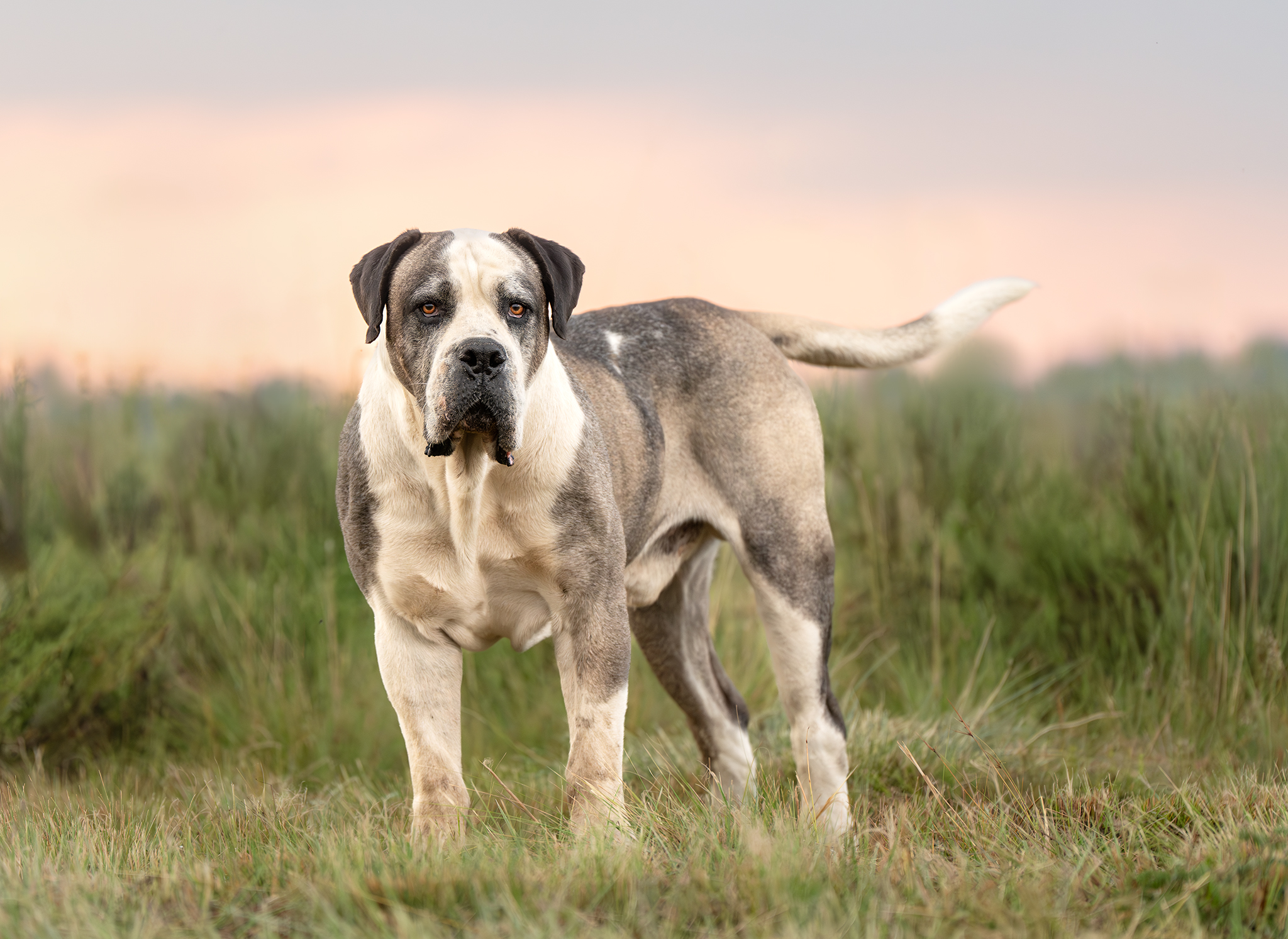 Portrait of a South African Mastiff at sunset