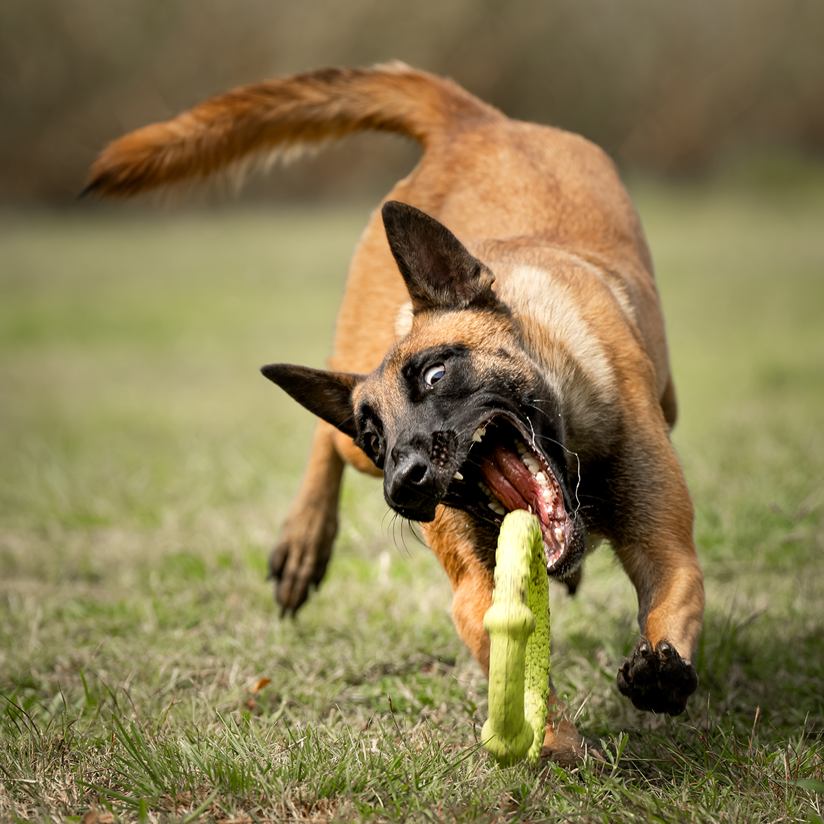 Action image of a Belgian malinois 