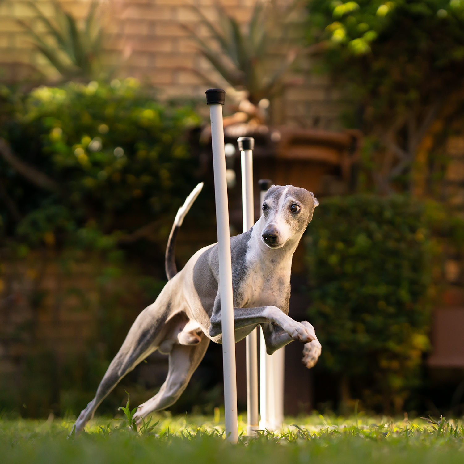 Action image of Italian Greyhound doing agility