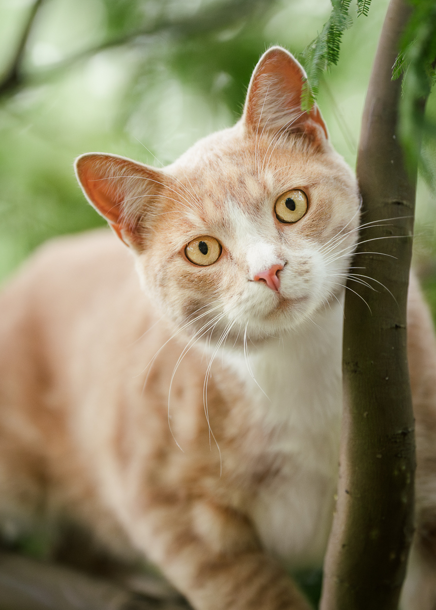 Close up portrait of a ginger cat in a tree