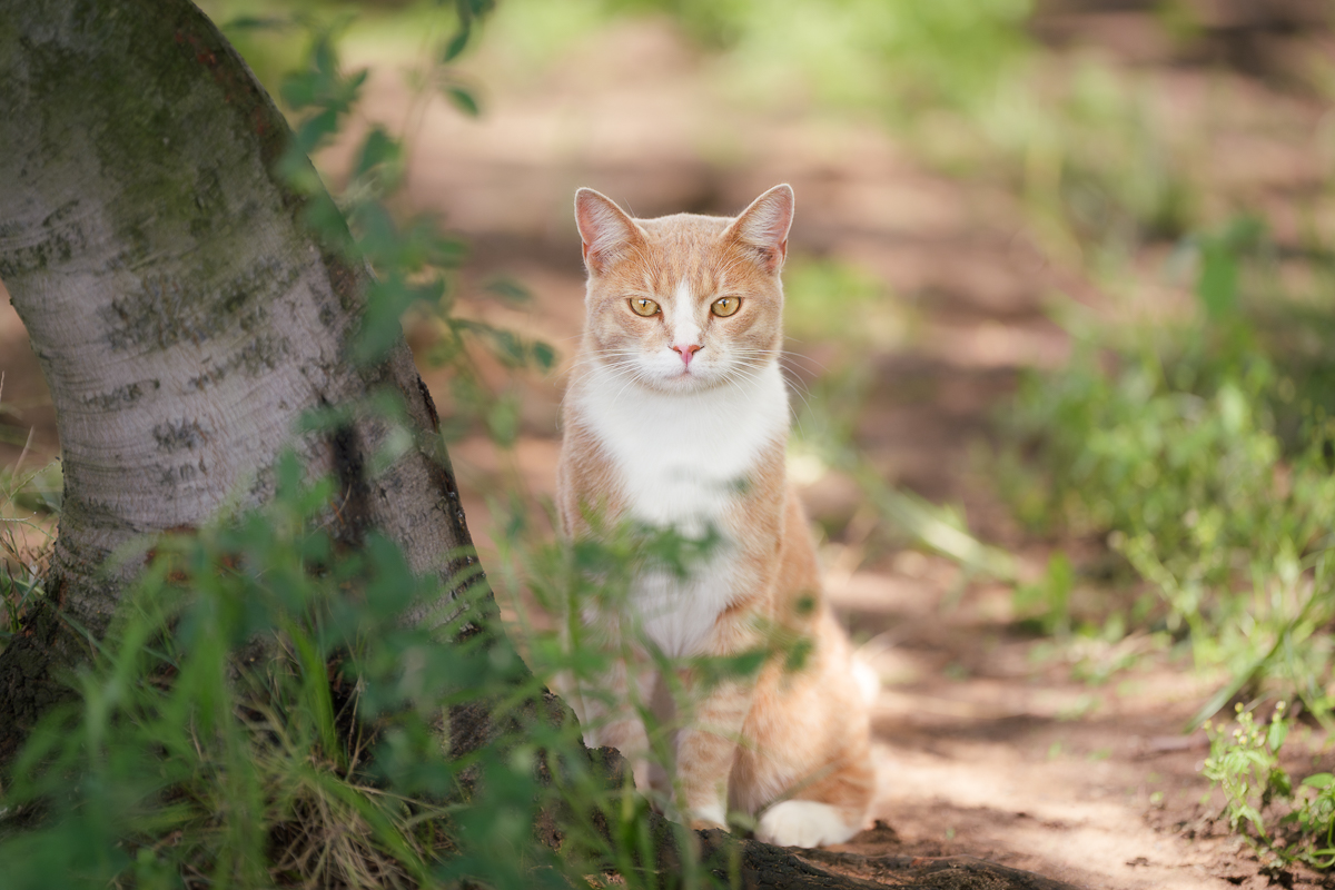 Environmental portrait of a ginger cat