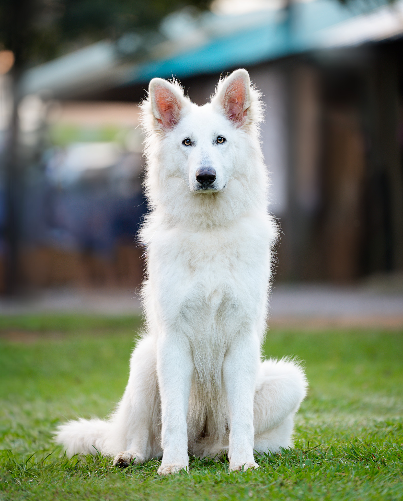 Portrait of a white Swiss Shepherd dog