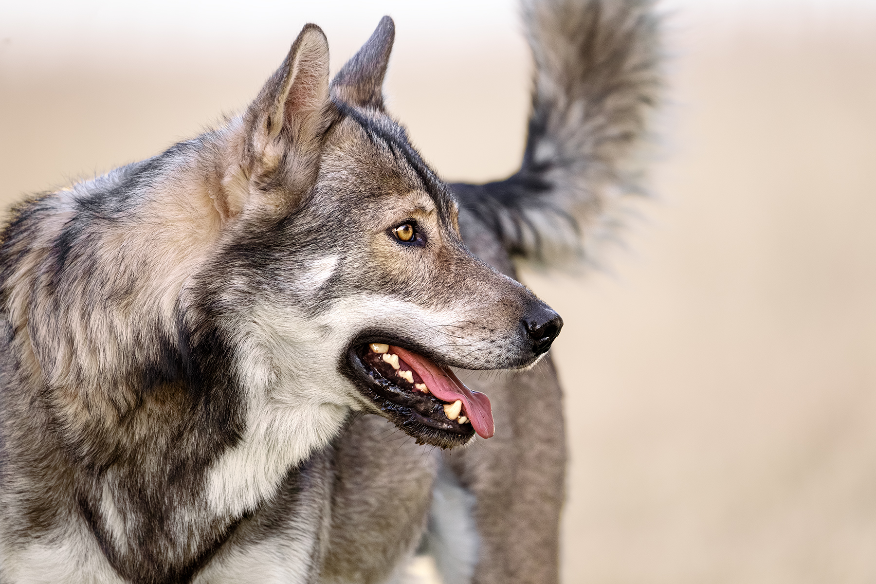 Profiloe portriat of Moon the Grey Wolf