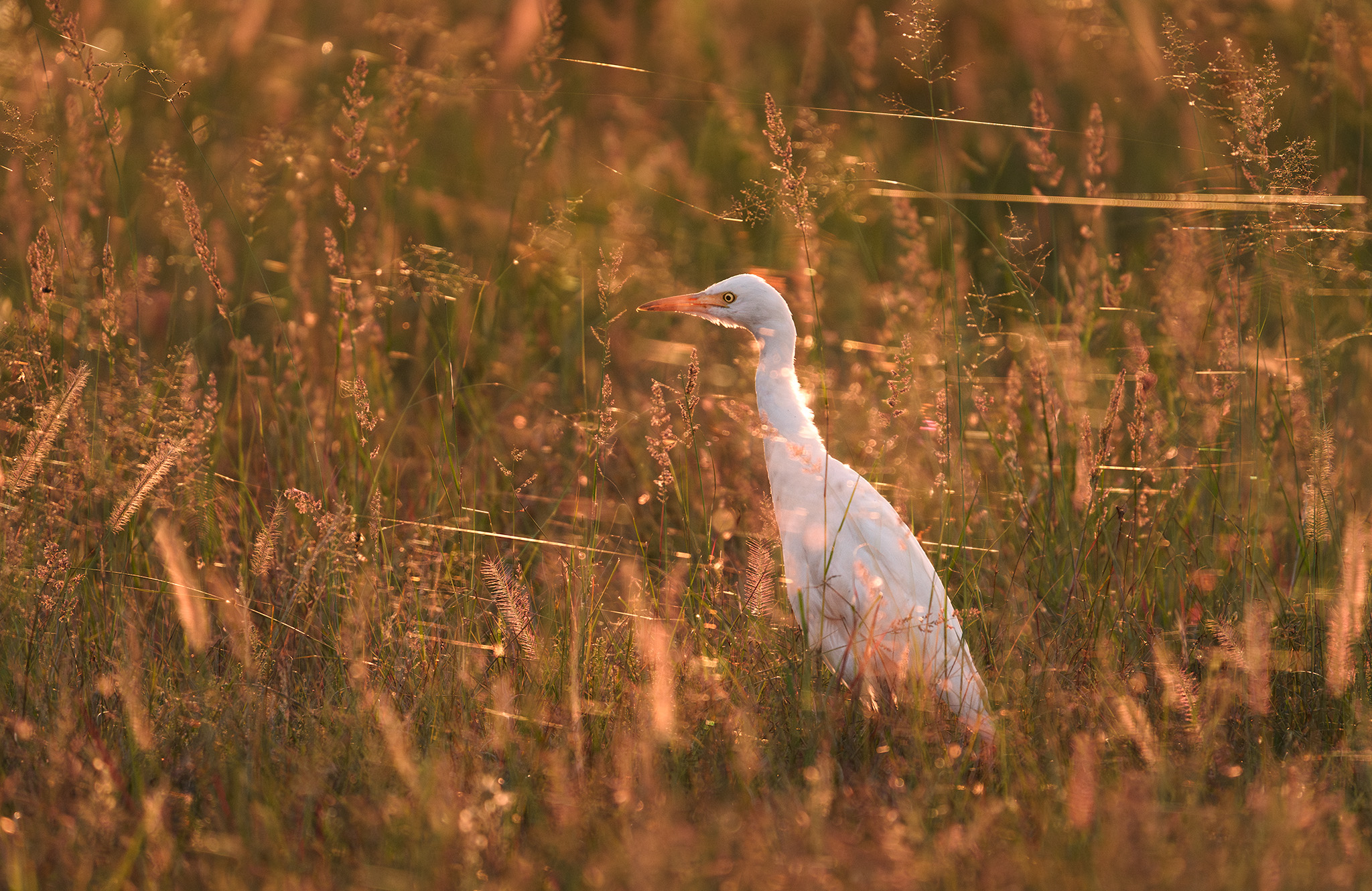 Image of a common egret in golden Autumn light