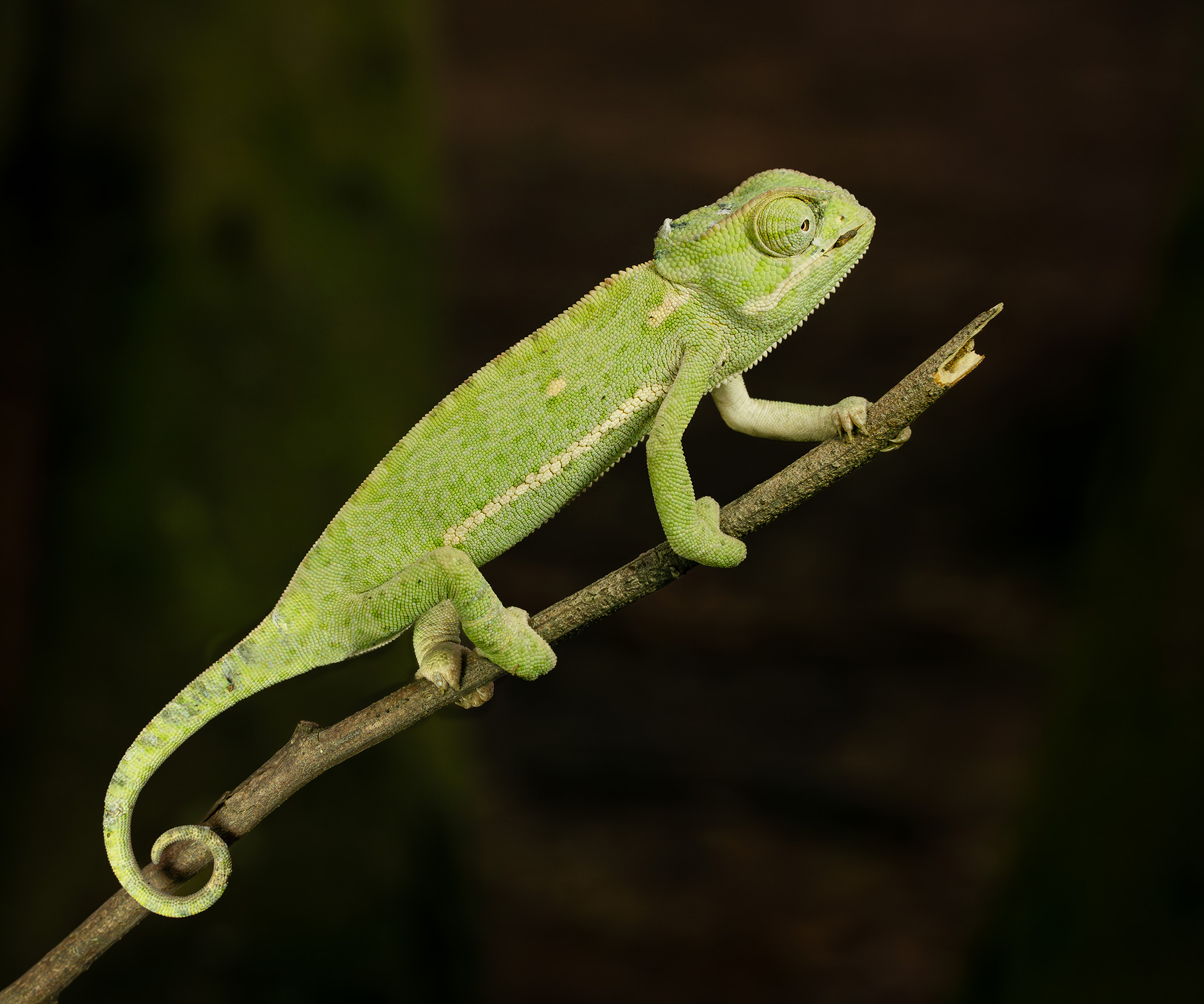Image of a gren chameleon on a stick