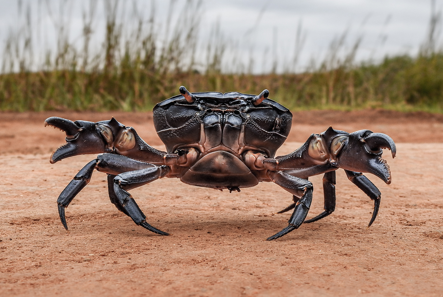 Close up image of a fresh water crab