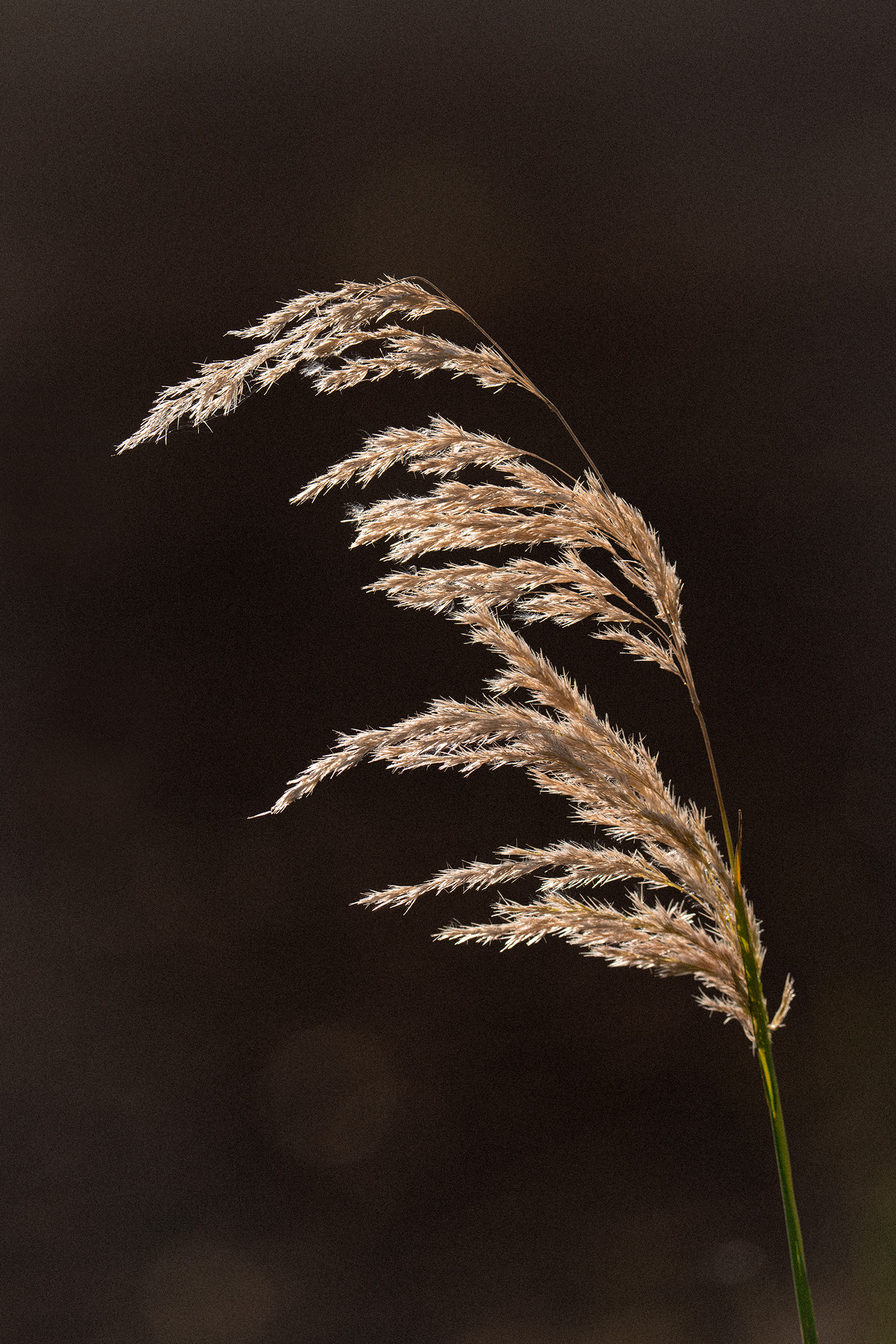 Backlit image of grass seeds