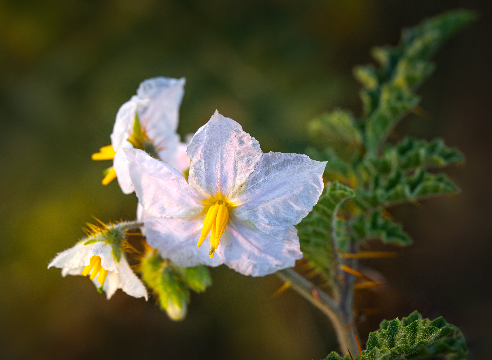 Close up image of a thistle flower