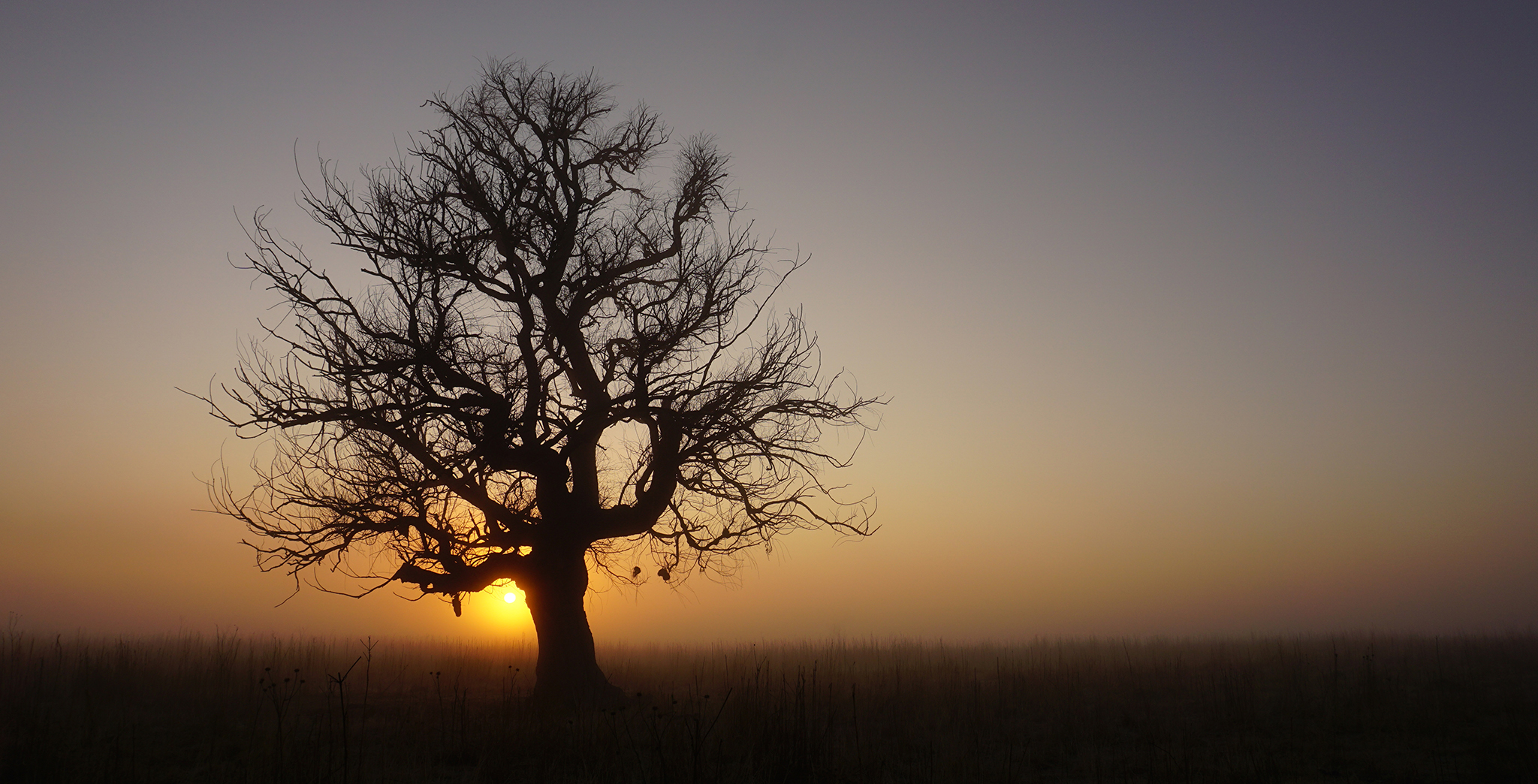 Winter tree at sunrise