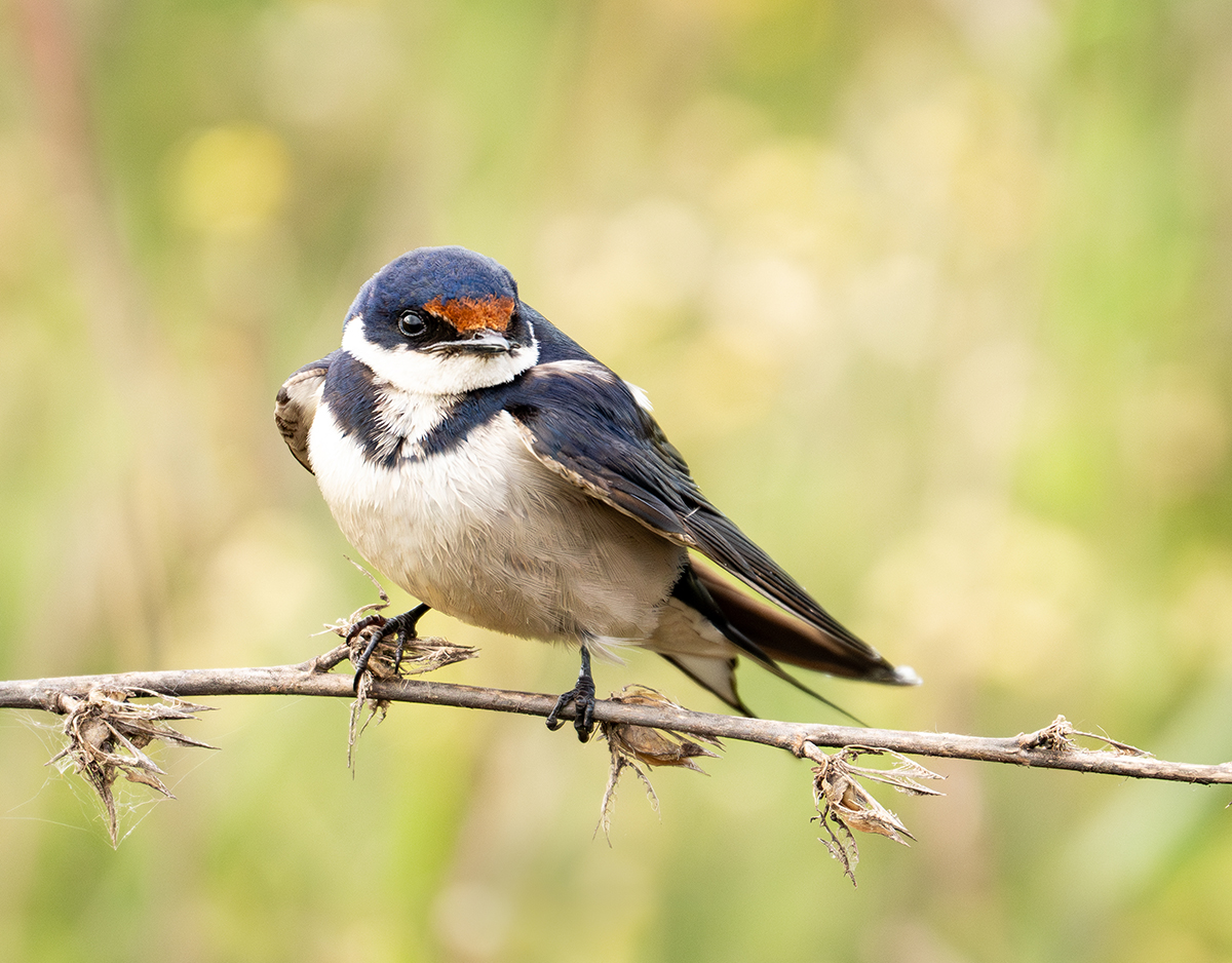 Image of a perched swallow