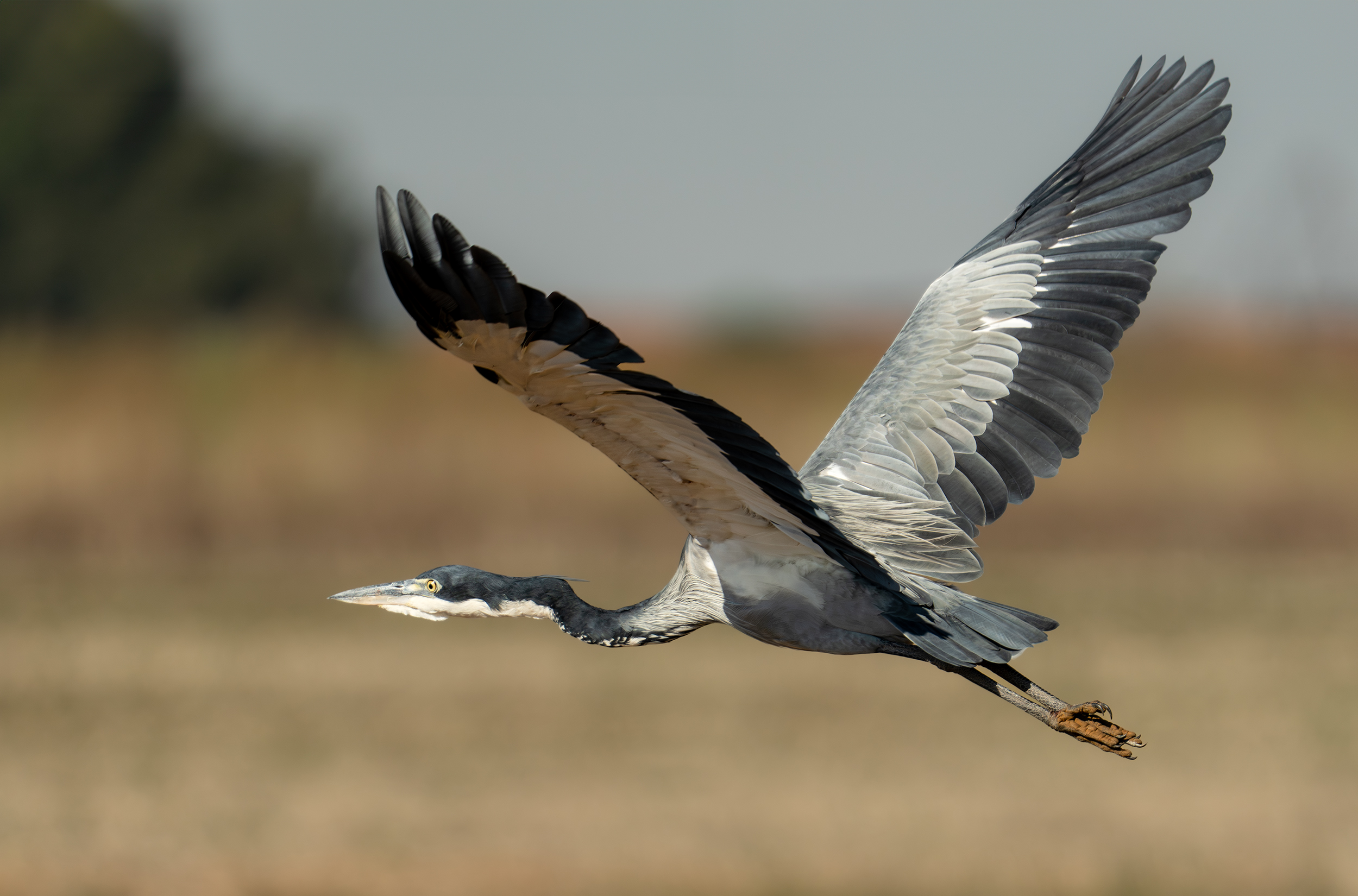Image of a Heron in flight