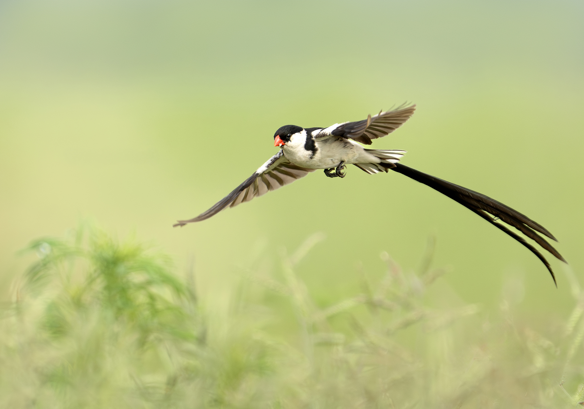 Image of weydah in flight