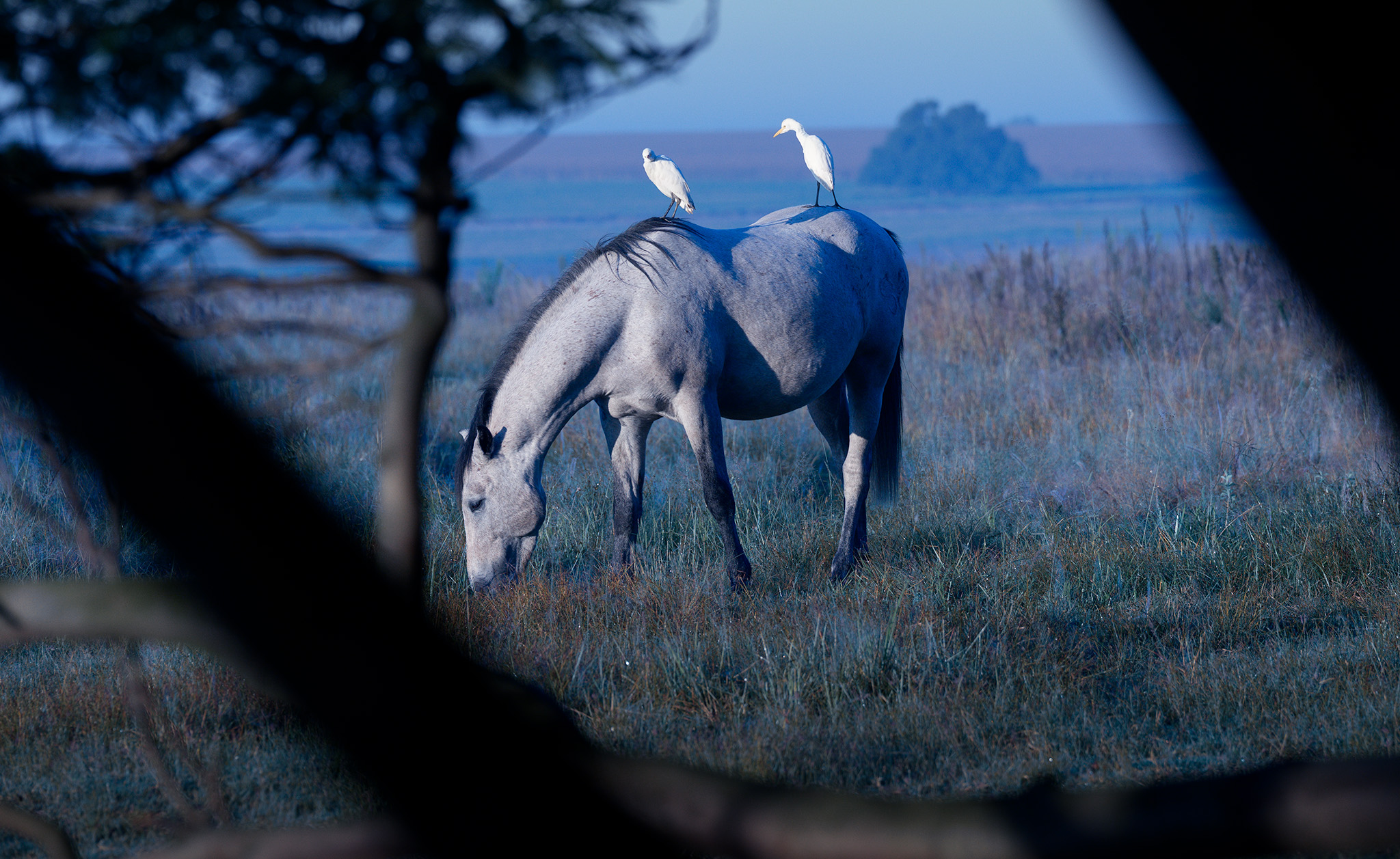 Grazing horse with Egretes in blue palette