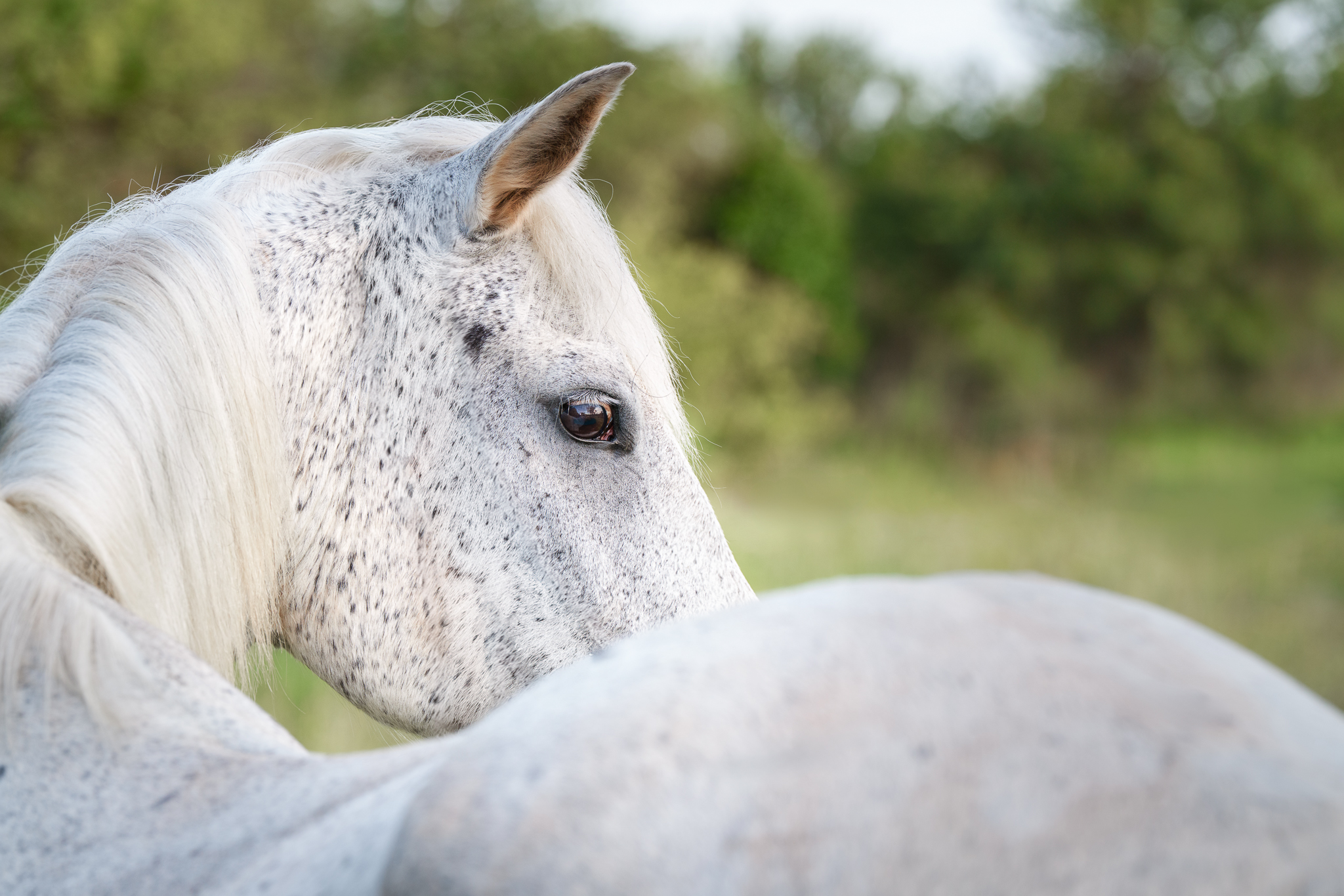 Portrait of a grey horse