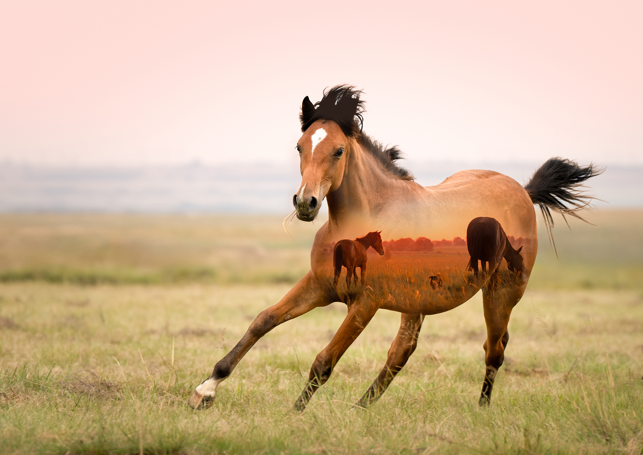 Composite double exposure of cantering horse in a field