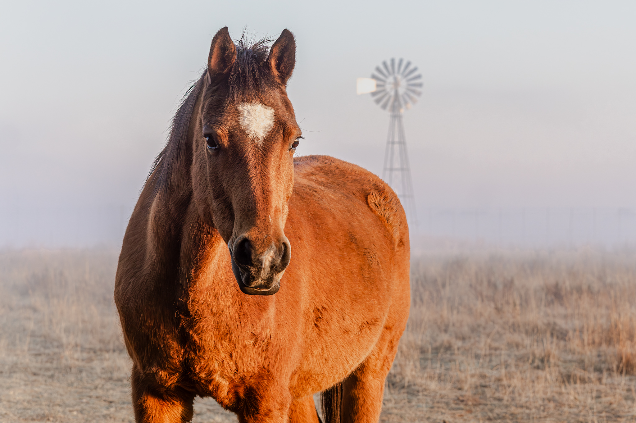 Portrait of an old farm horse