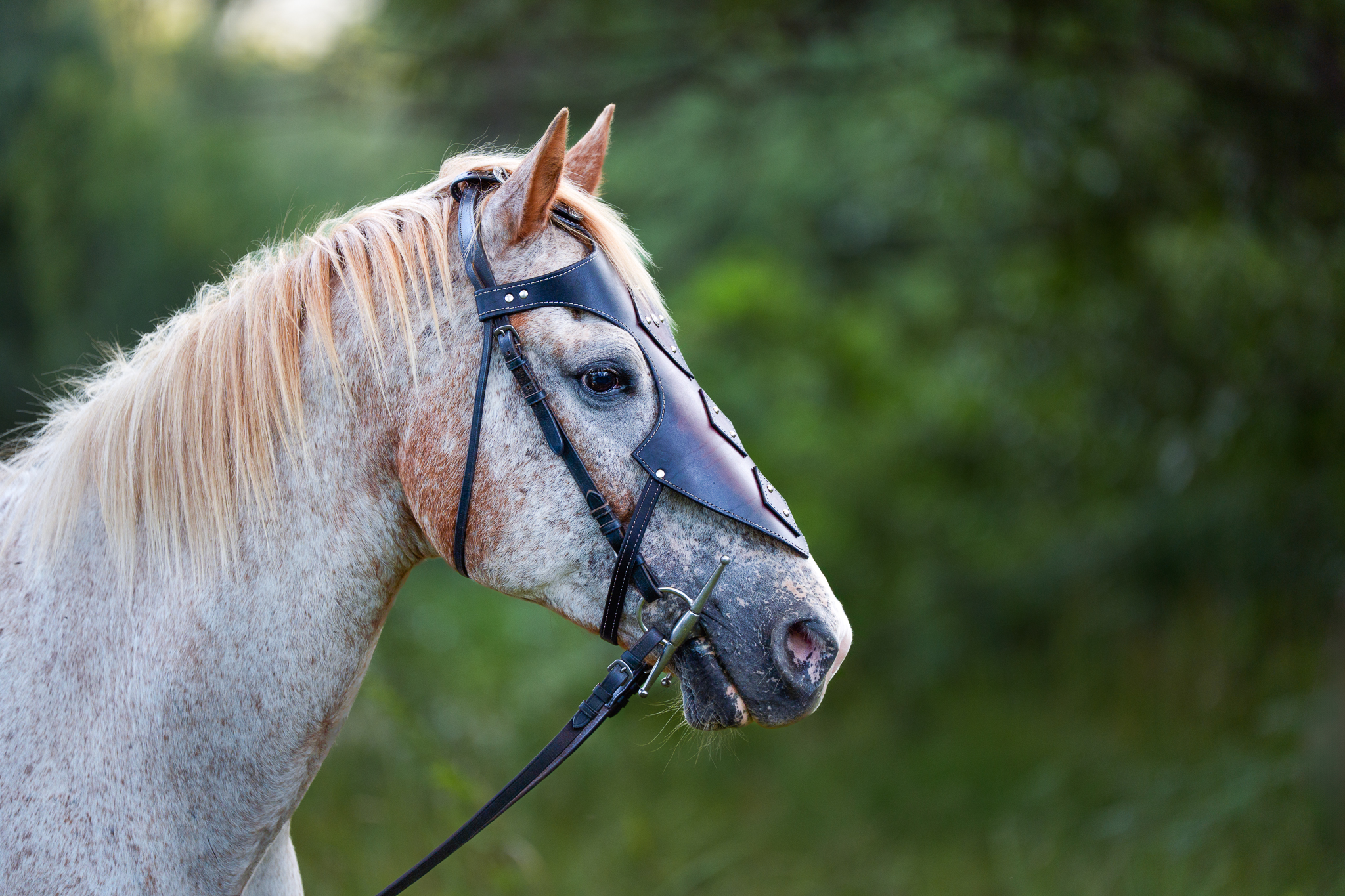 Portrait of a war horse