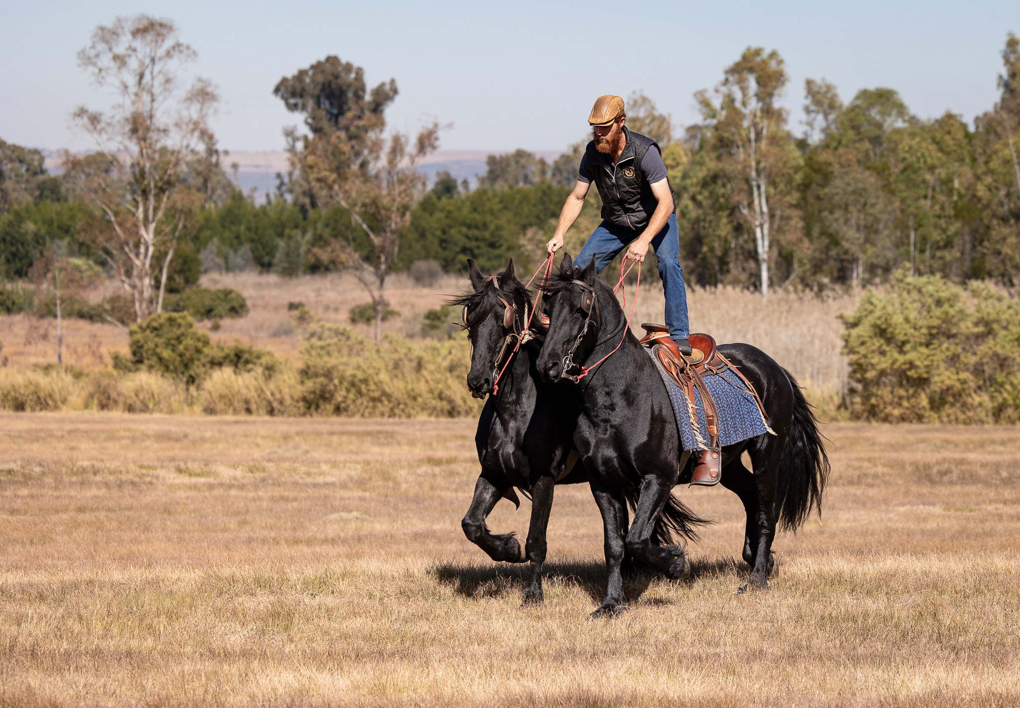 Action image of a roman rider with a pair of black horses in stride