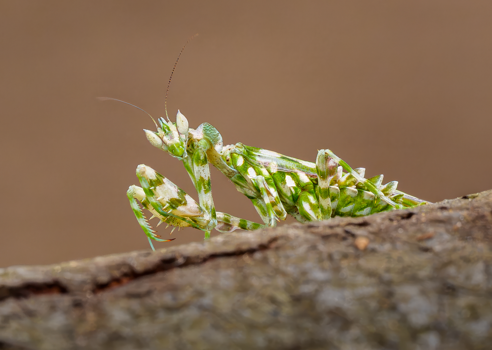 Close up image of a praying mantis