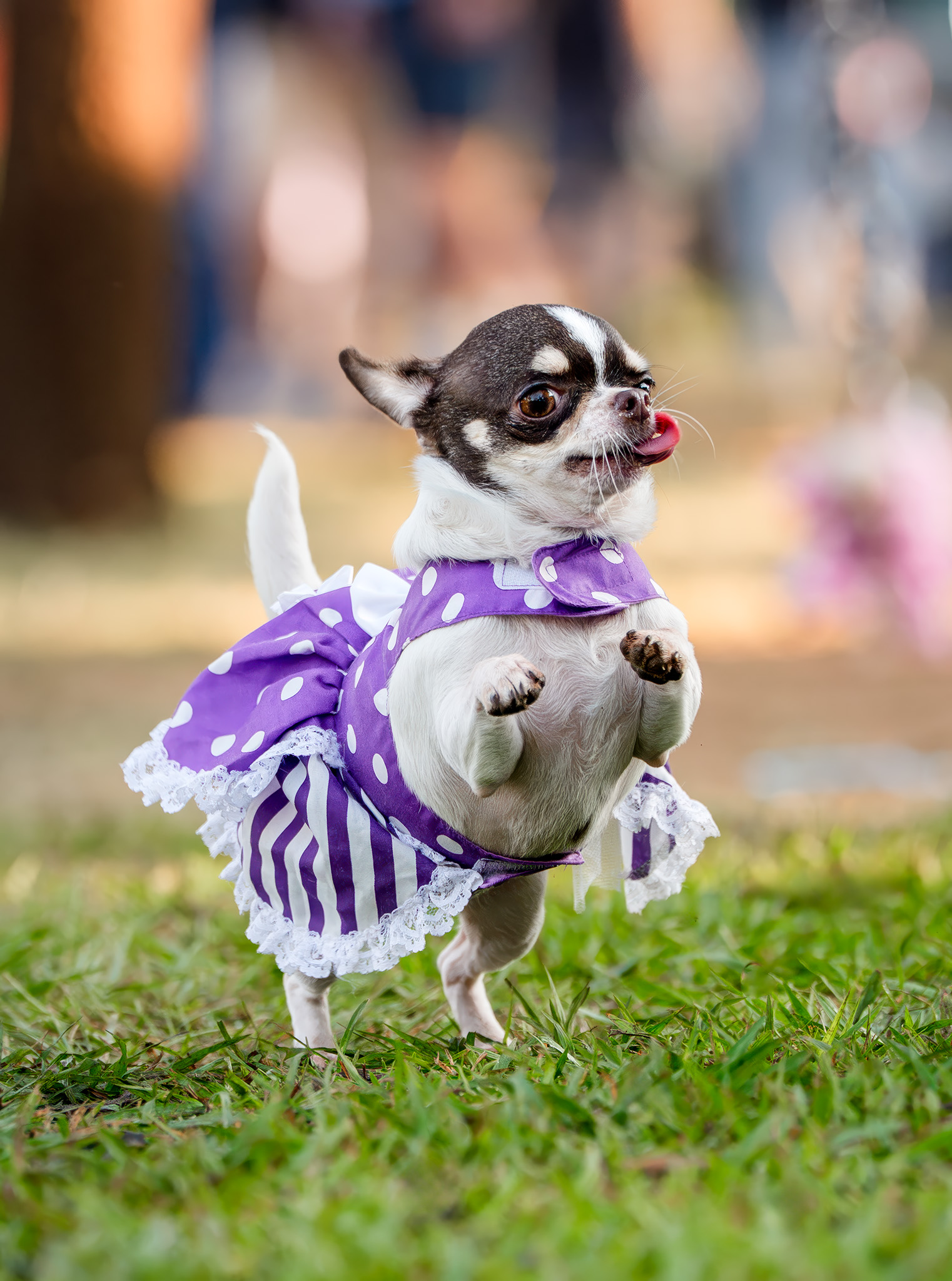 Little dog in a purple dress jumps up