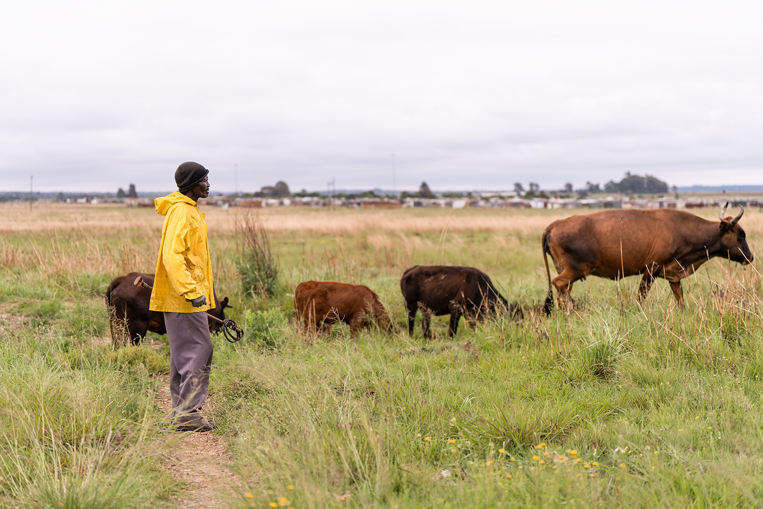 Herdsman with cattle