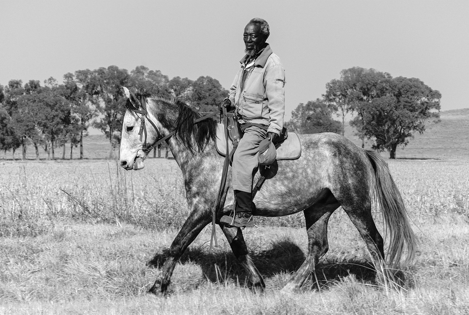 Black and white image of a stockman on a horse