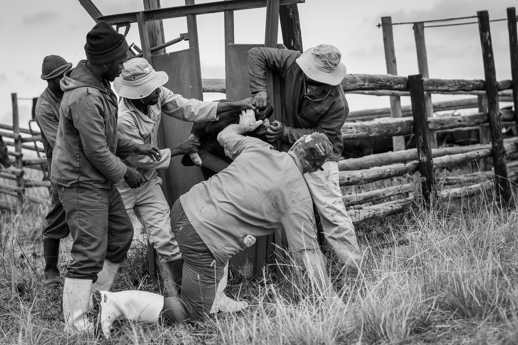 Black and white image of men working cattle in a neck clamp