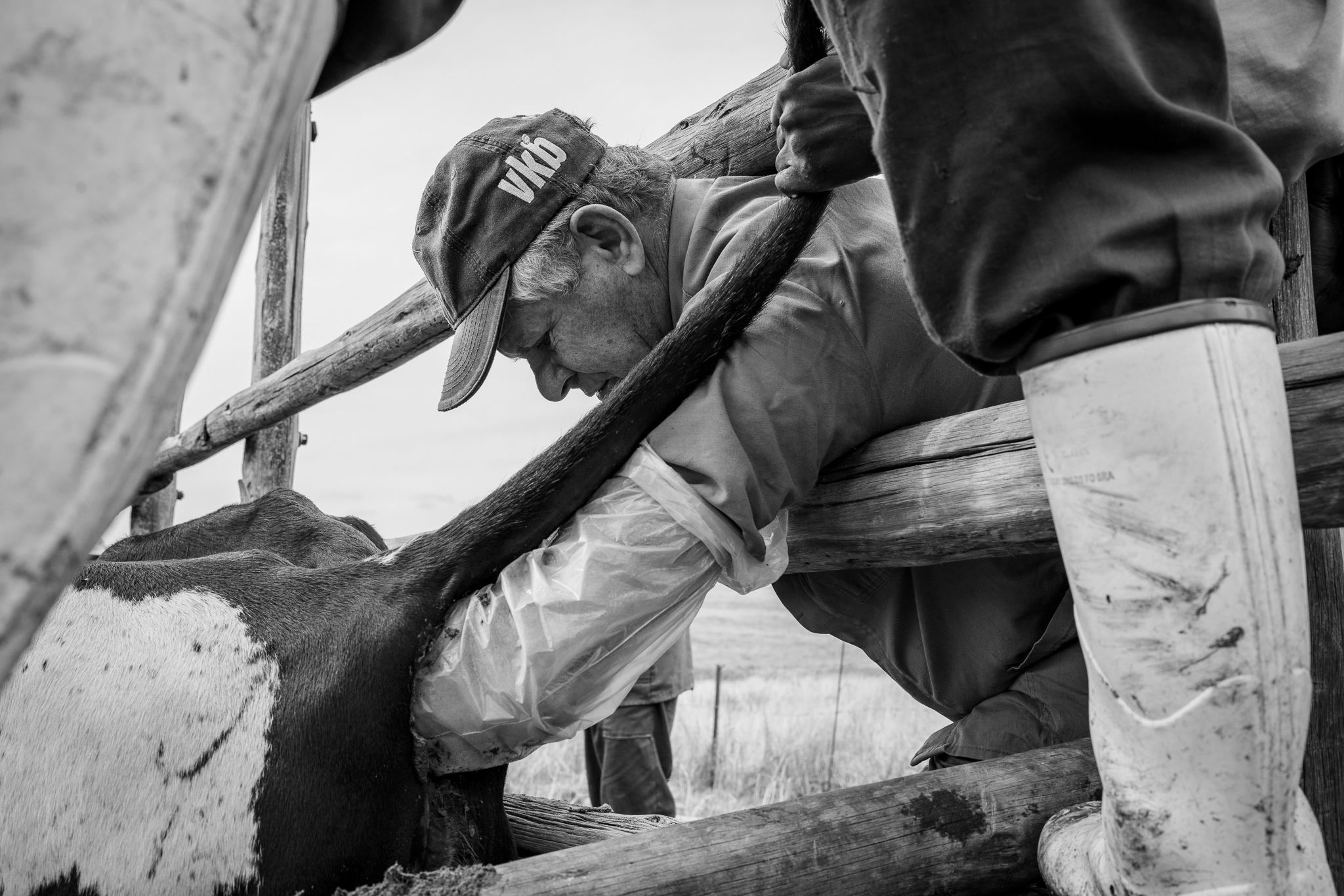 Black and white image of a veterenarian examining a cow