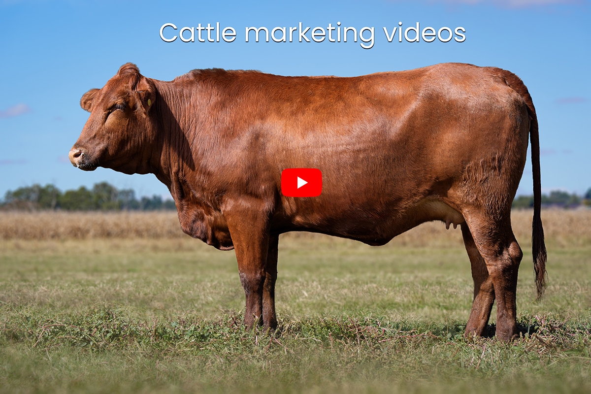 Stud cattle videography for Auction marketing
