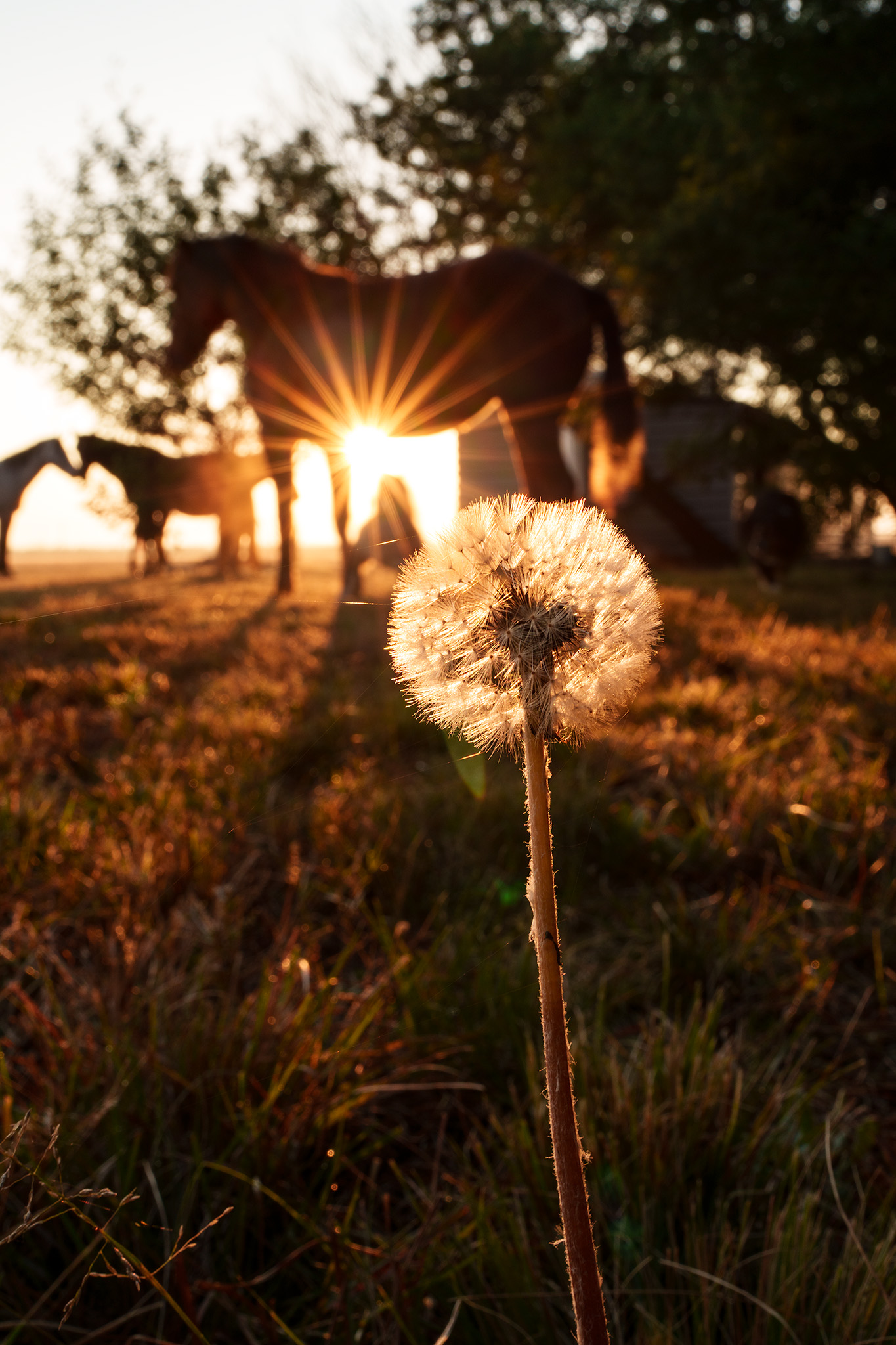 Close up shot of backlit dandilion with horses in the background