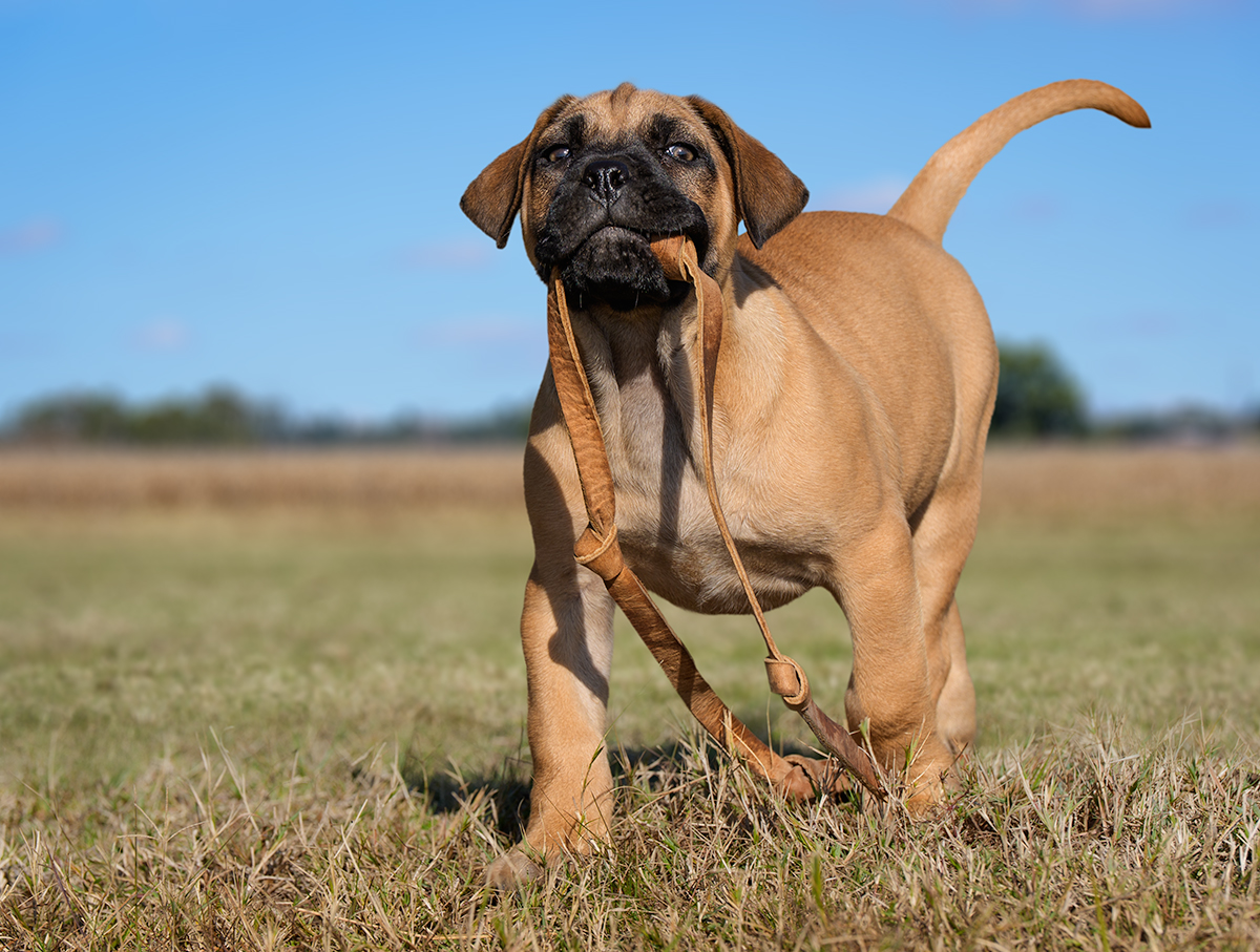 Boerboel puppy playing with a leather strap