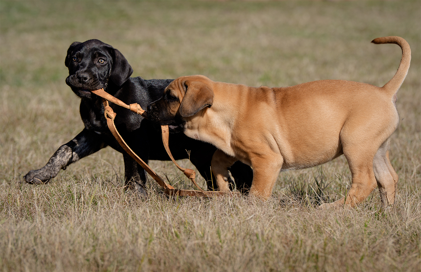 Puppies playing with a leather strap on grass