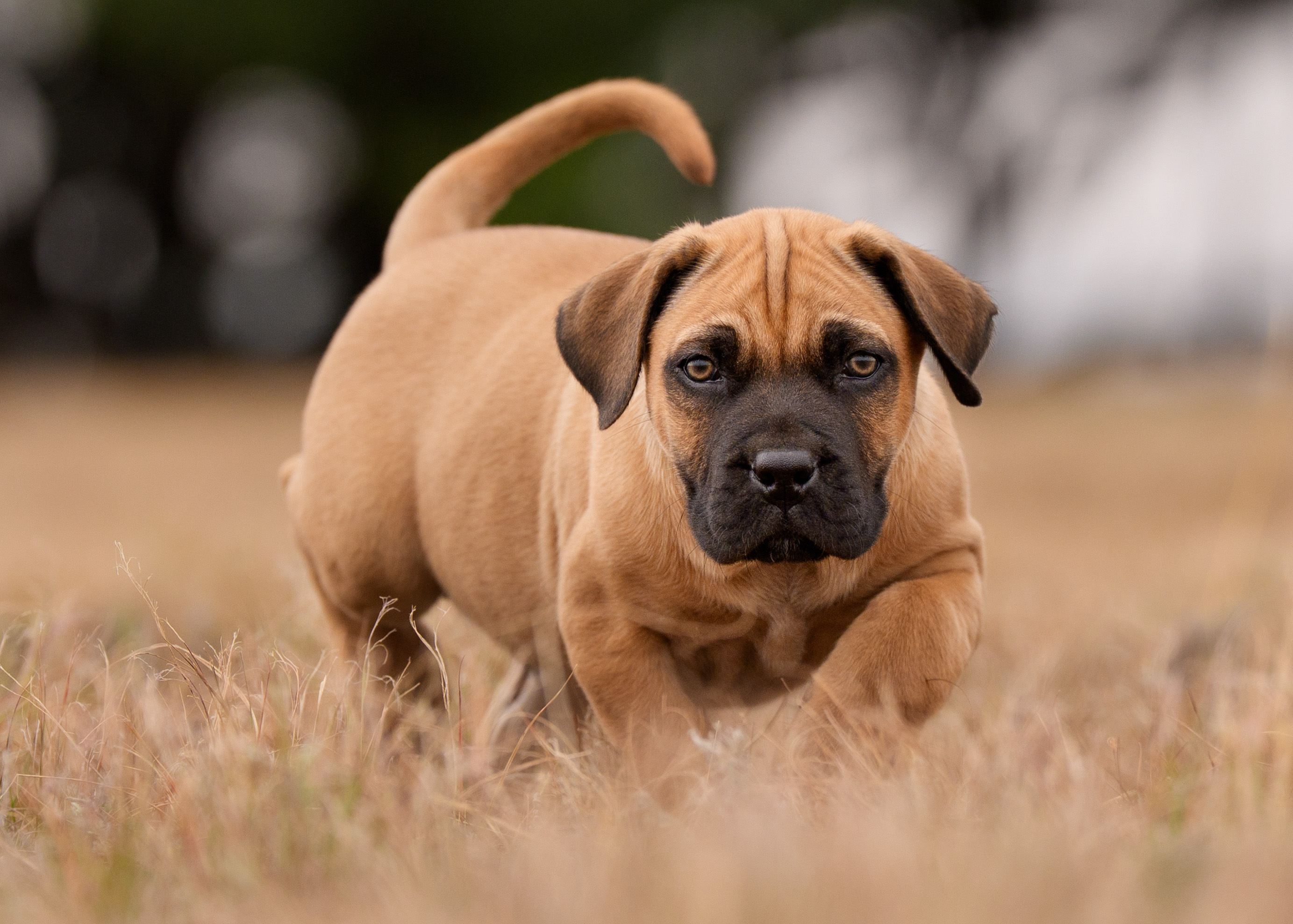 Boerboel puppy running towards the camera