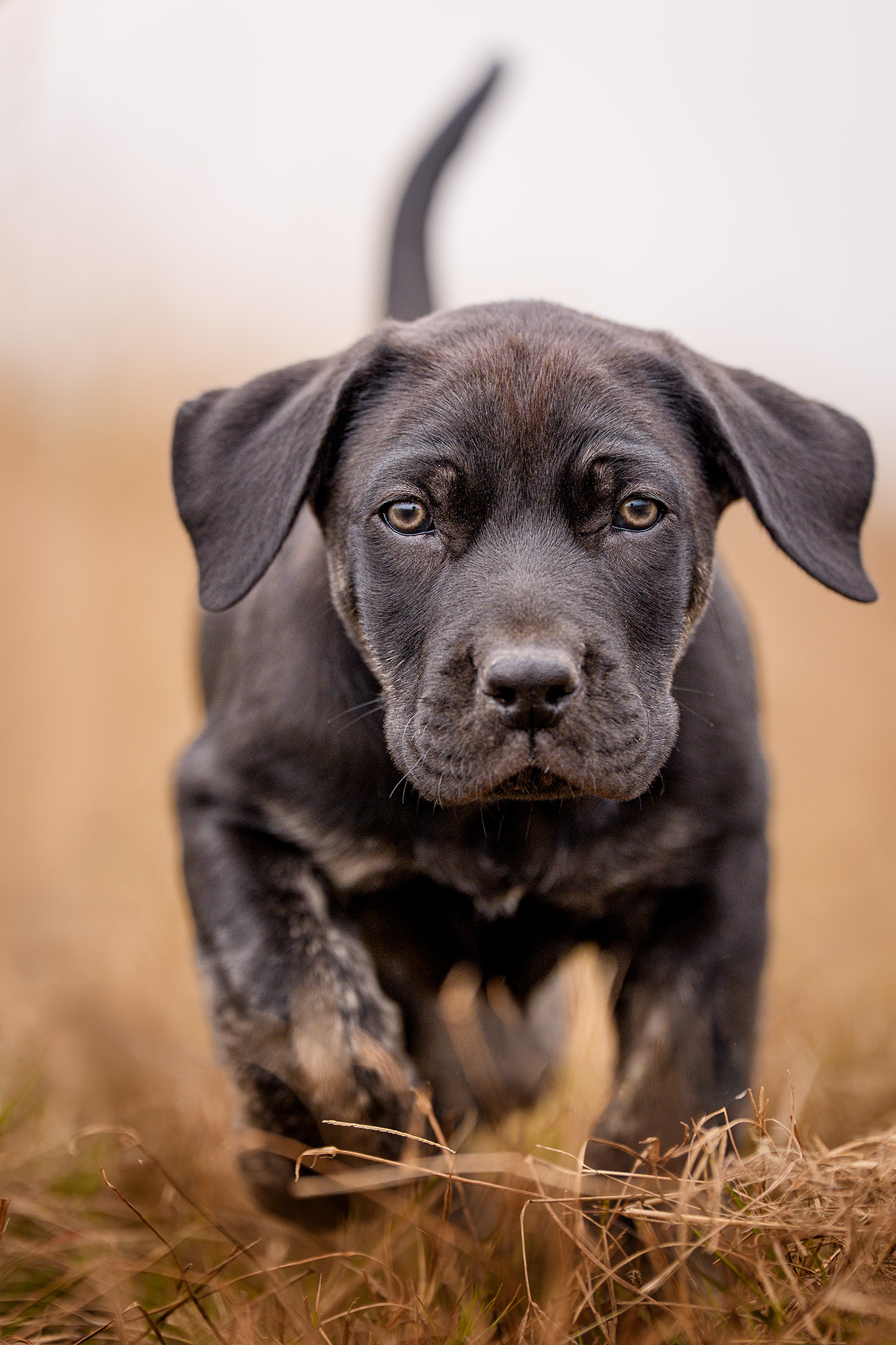 Close up action shot of a black boerboel puppy