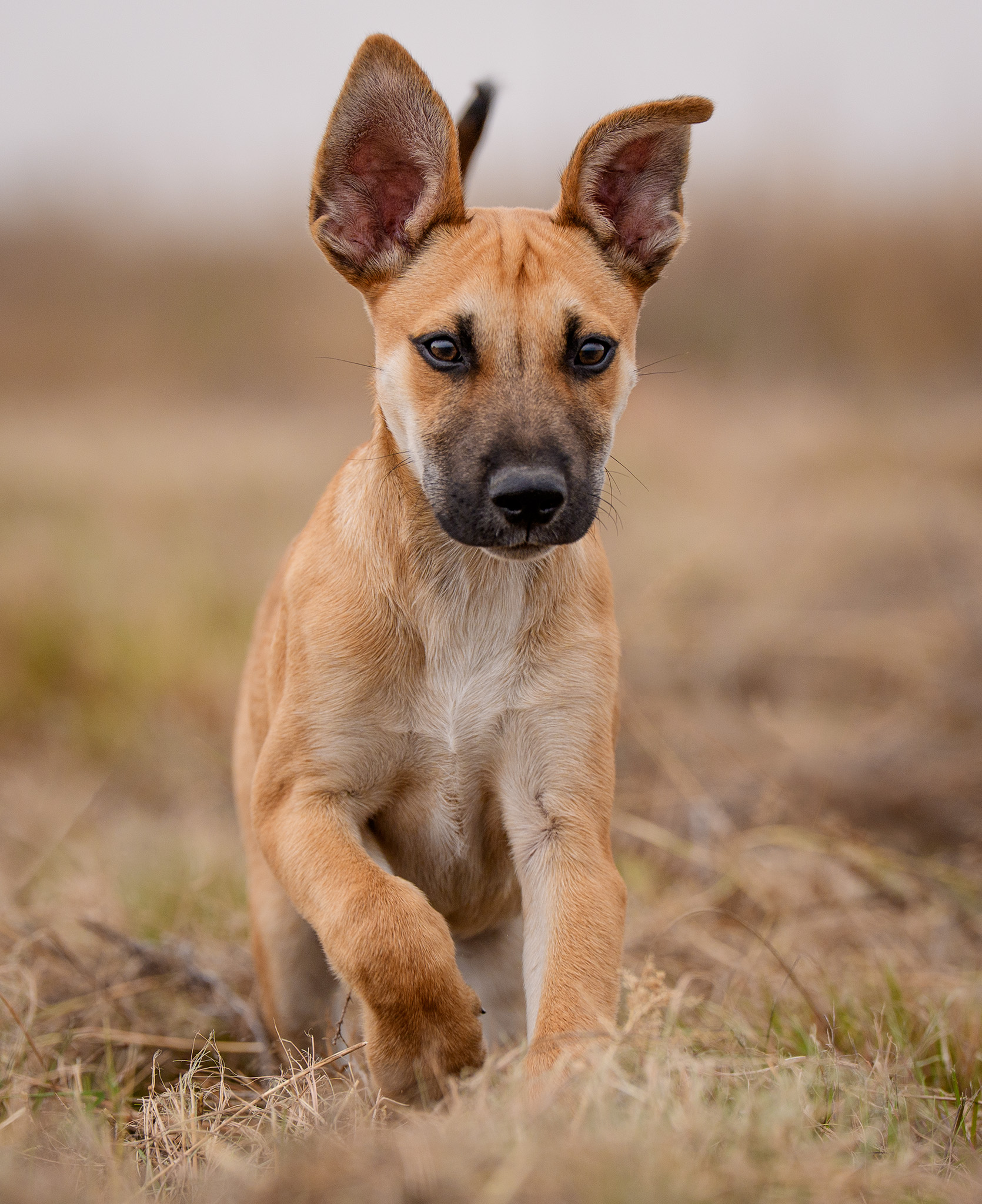 Close up action image of an Africanis puppy