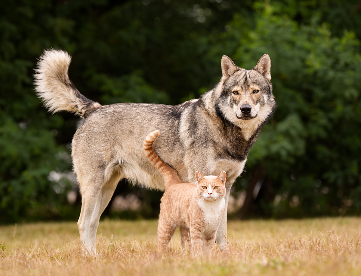 Wolf and ginger cat posing against backdrop of green trees