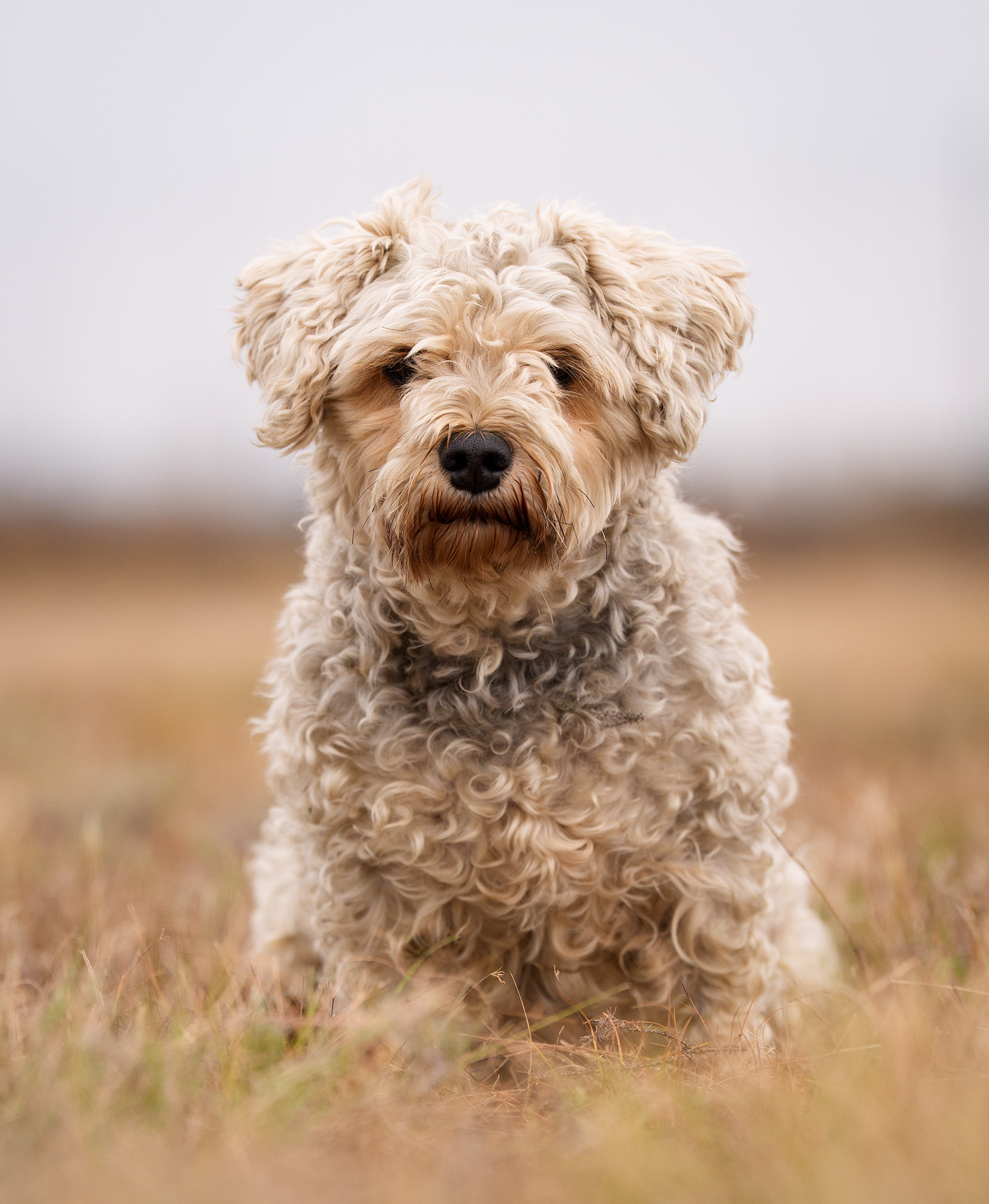 Close up image of a fluffy dog staring at the camera