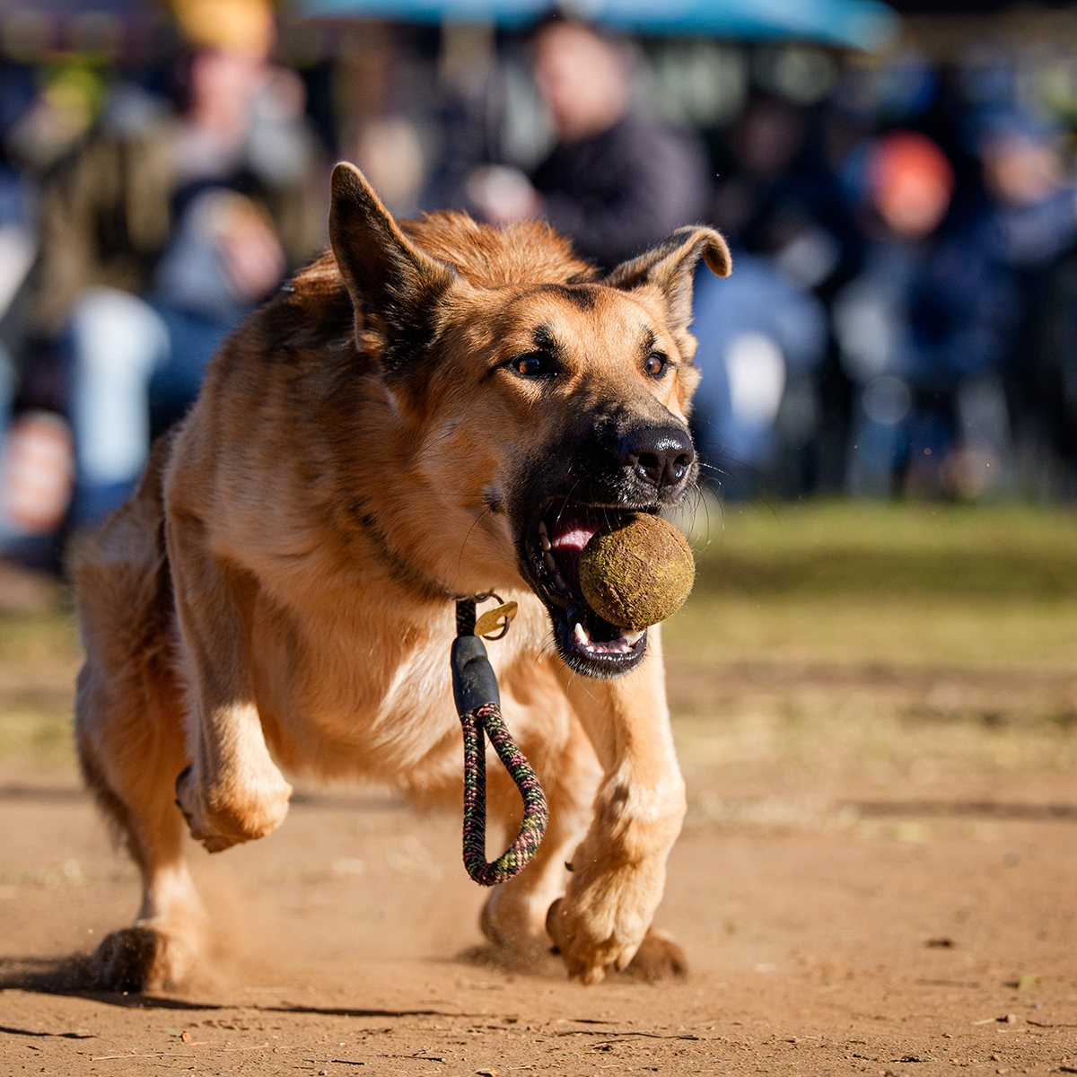 Action image of a tan dog chasing a ball