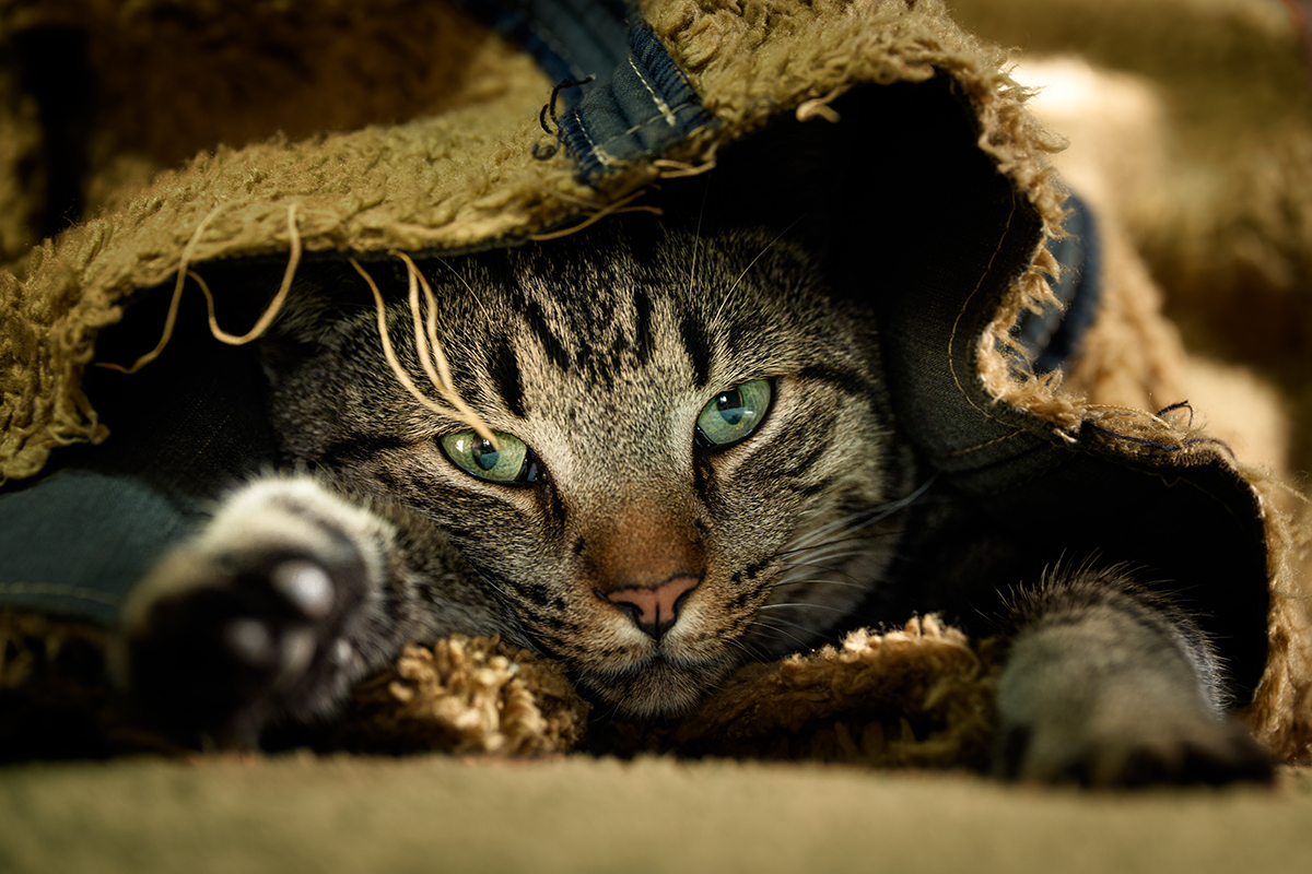 Image of a tabby cat hiding under laundry
