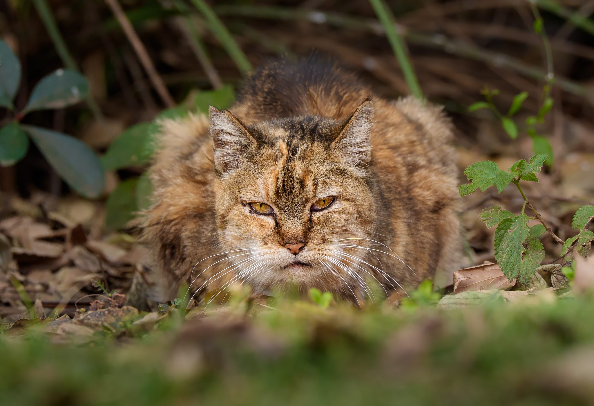 Image of a feral cat in the bushes