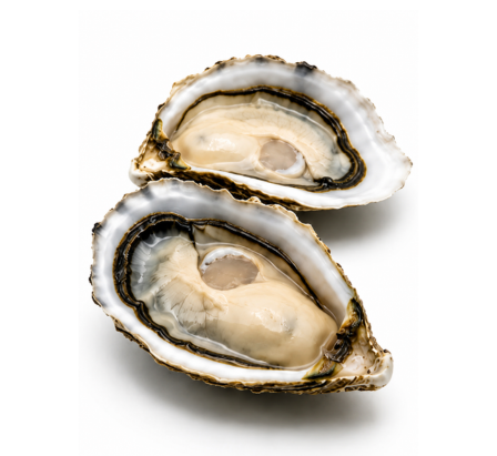 Medium Oysters