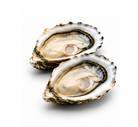 XL Oysters