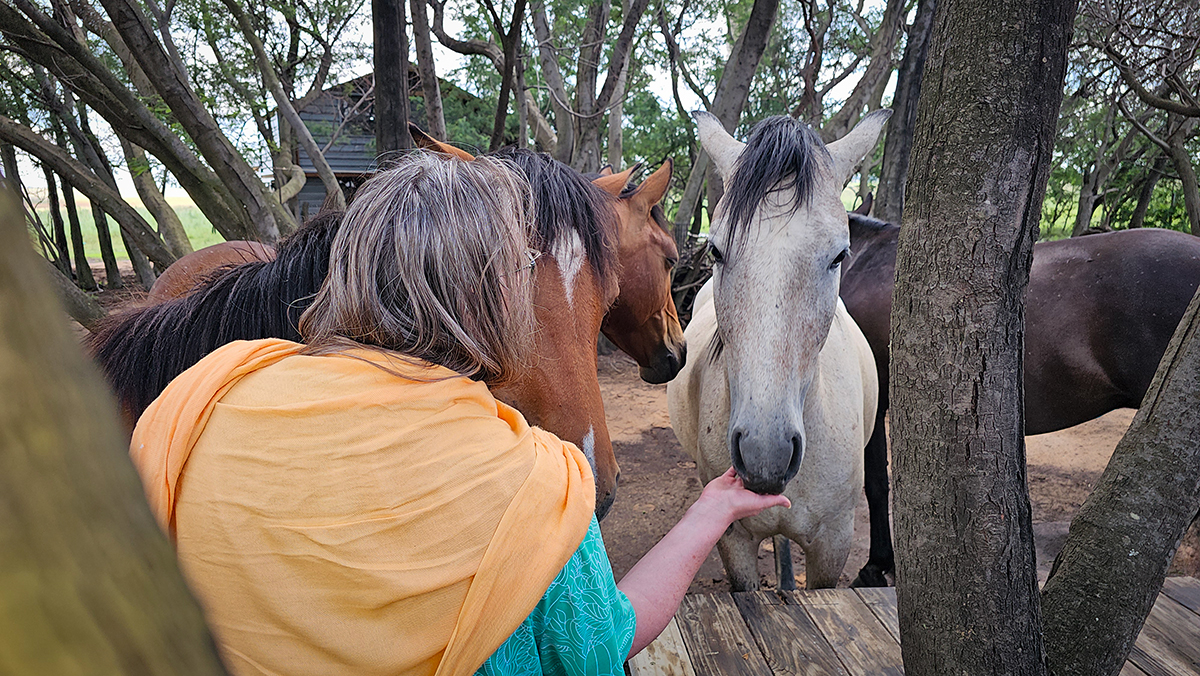 Horse energy experience Bronkhorstspruit South Africa
