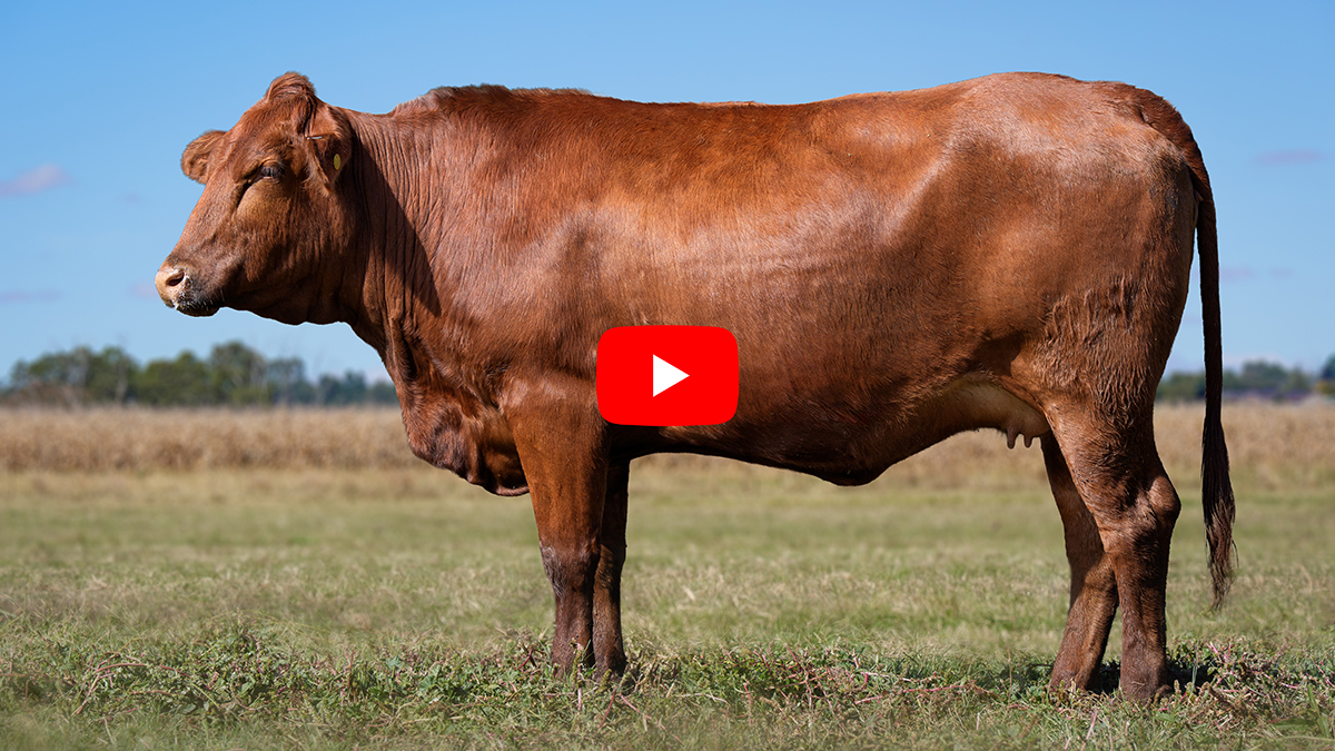 Cattle Sales Catalogue Video