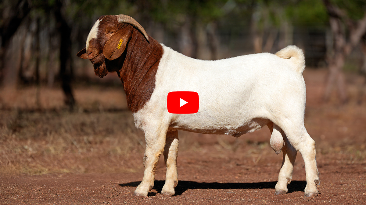 Sales Catalogue Video - Boer Goats