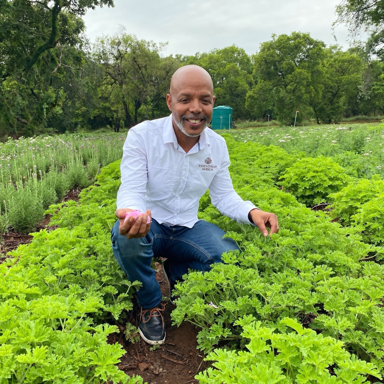 Essentially Africa founder among rose geranium plants, wearing the approved branded white shirt