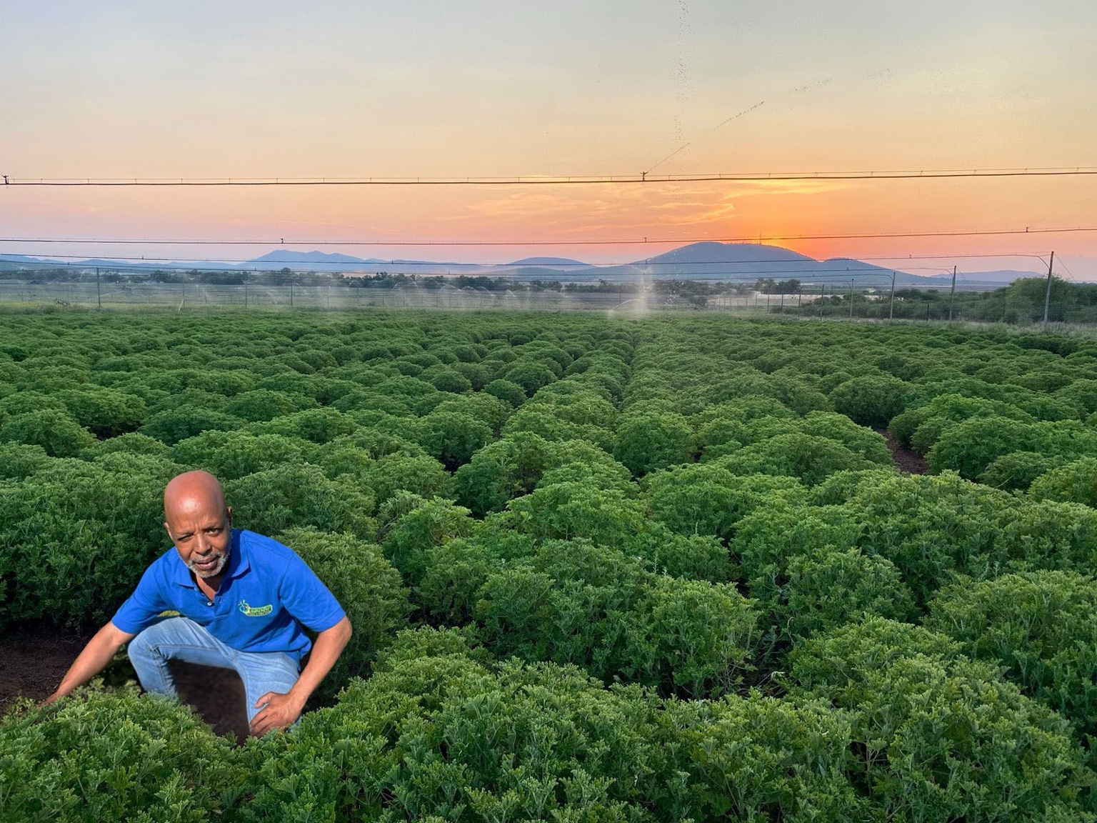 Rose geranium growing in rows beneath a sunset sky, with the Essentially Africa founder among the plants